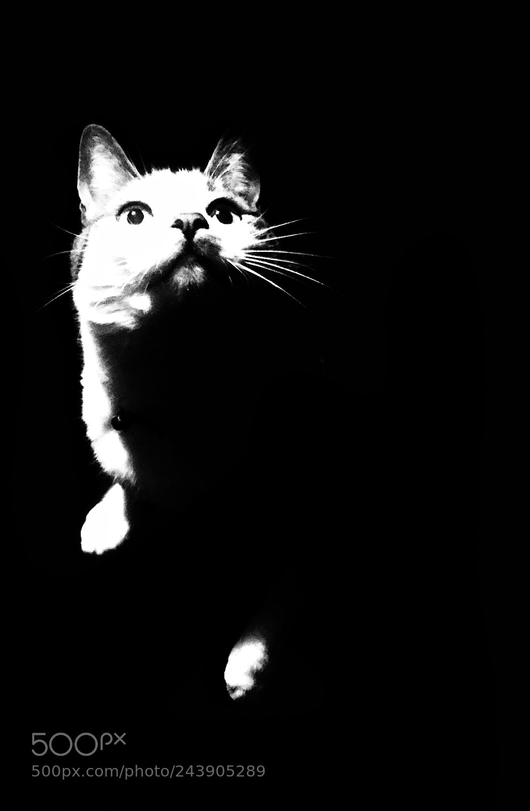 Apple iPhone 6 sample photo. Morph photography