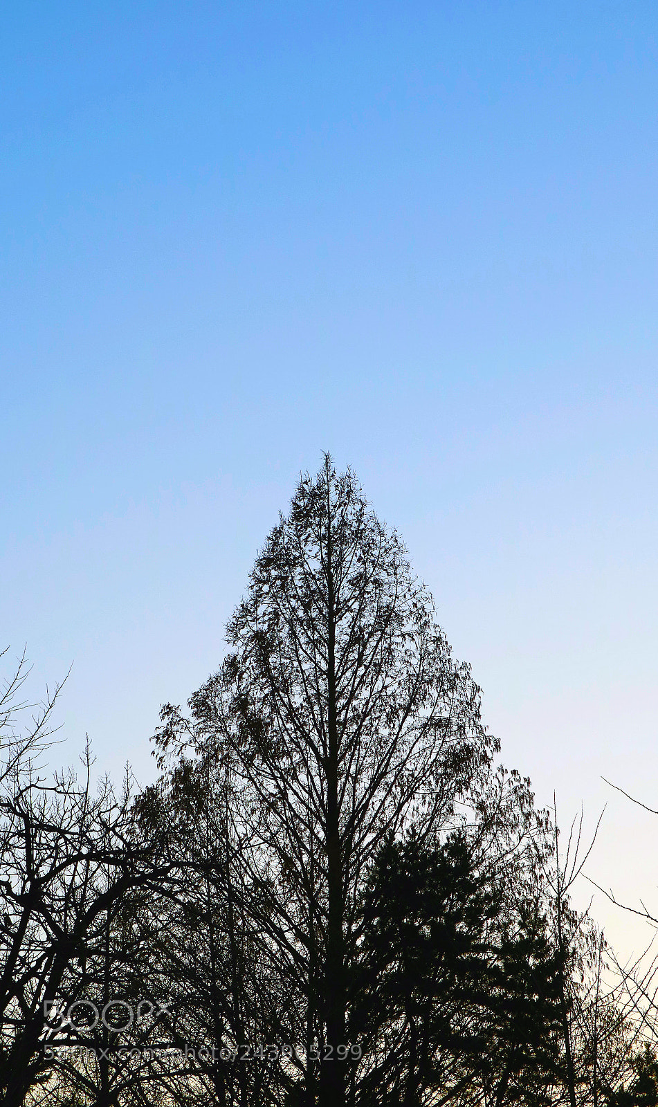 Canon EOS M3 sample photo. Silhouette tree photography