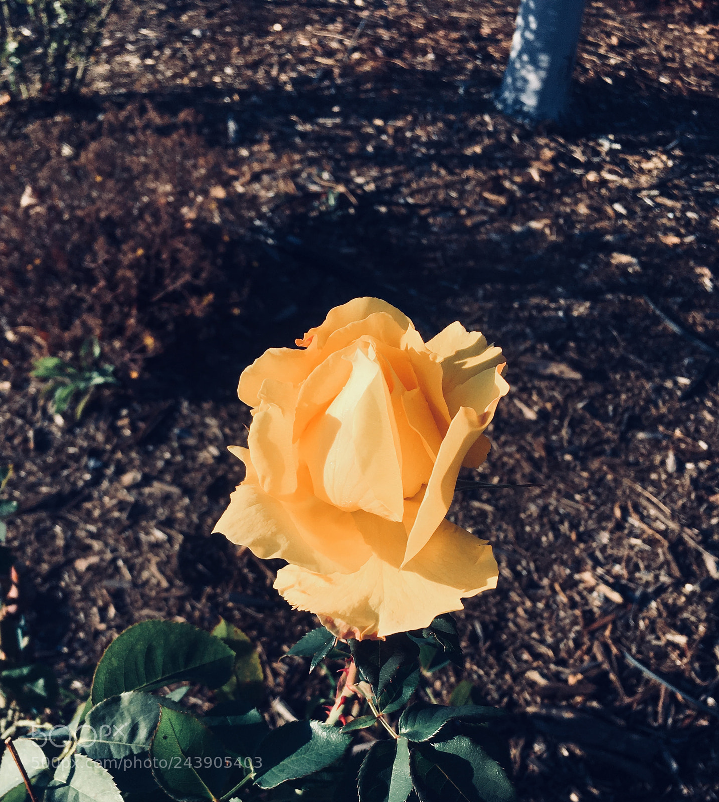 Apple iPhone 6s sample photo. Sunlight photography