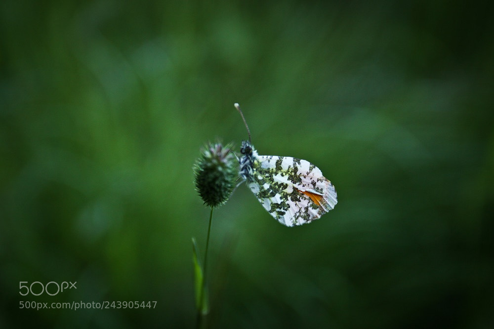 Canon EOS 50D sample photo. Butterfly why photography