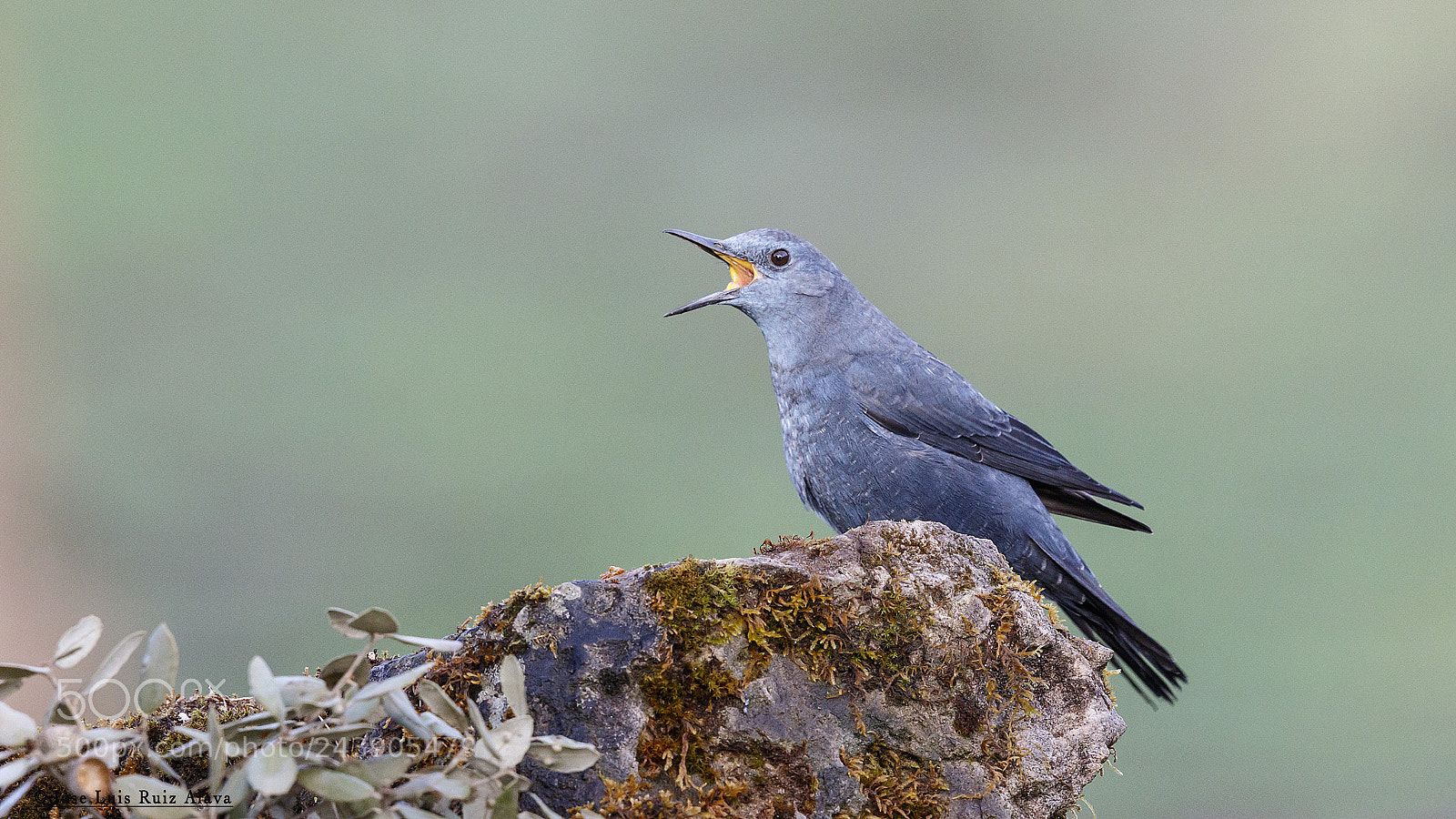 Canon EOS 7D Mark II sample photo. Roquero solitario (monticola solitarius) photography