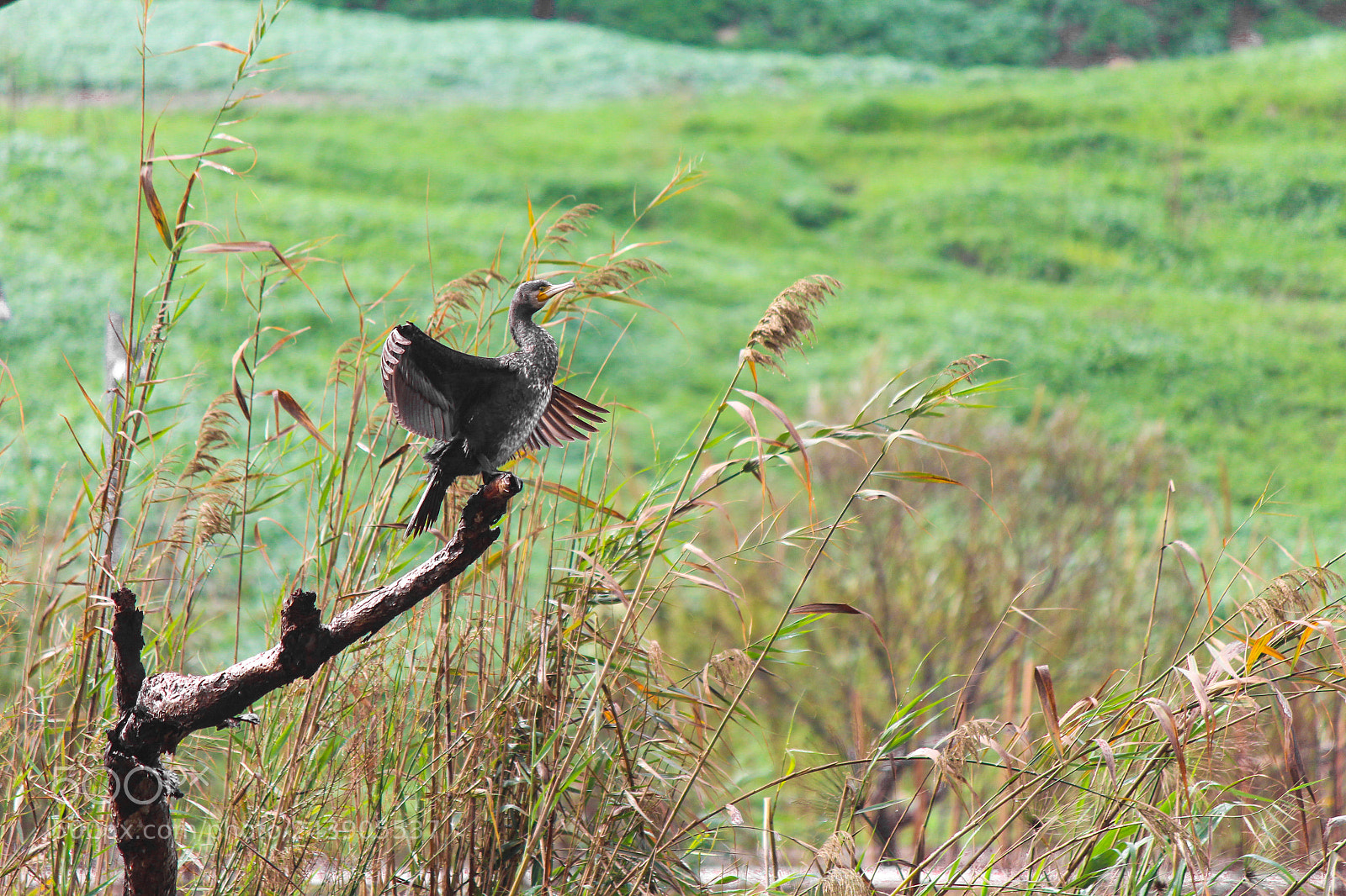 Canon EOS 700D (EOS Rebel T5i / EOS Kiss X7i) sample photo. Birdy photography
