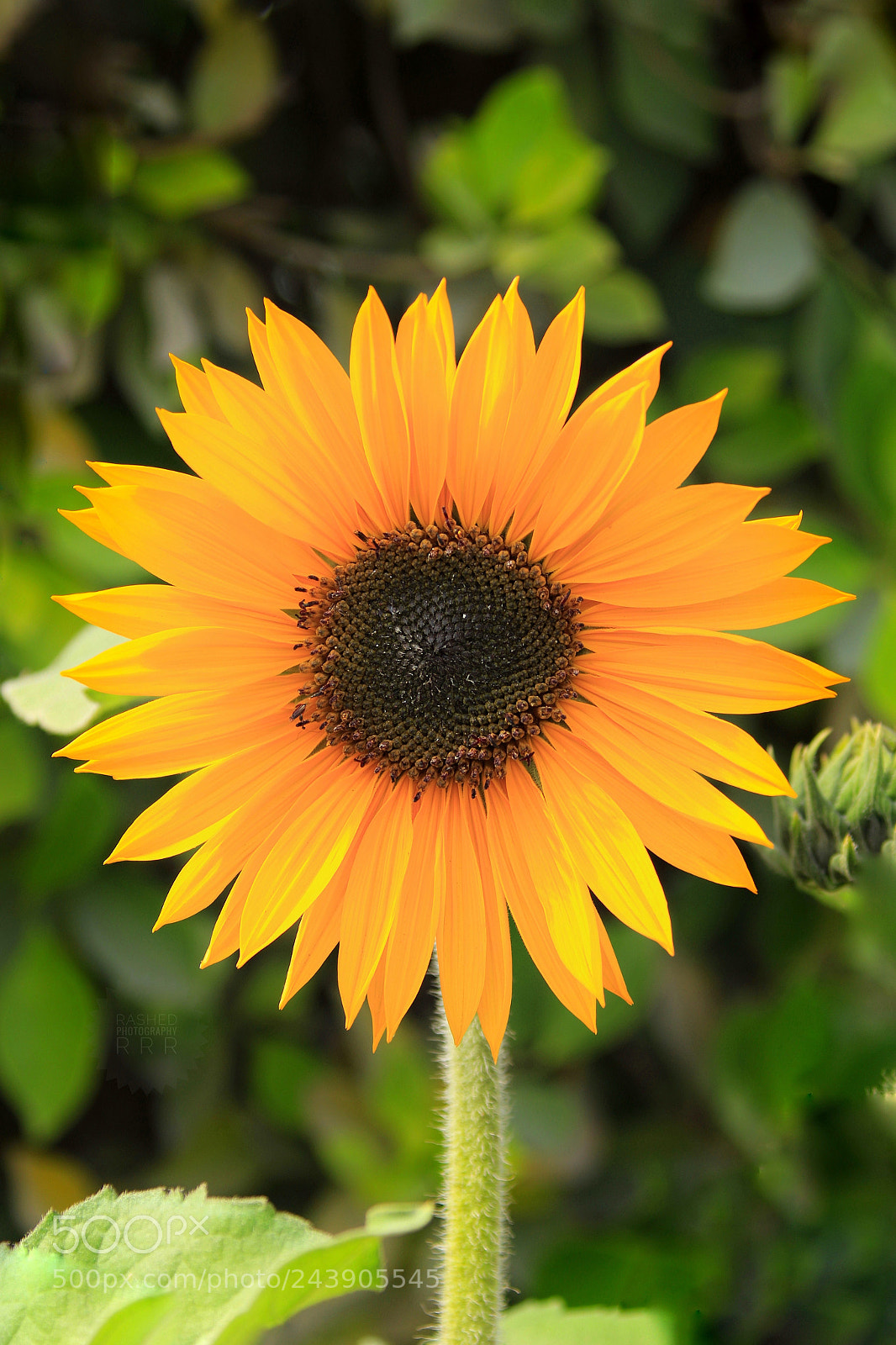 Canon EOS 7D Mark II sample photo. Untitled photography