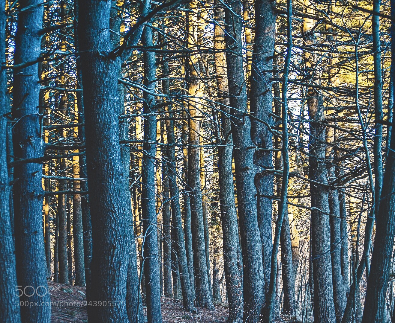 Nikon D7200 sample photo. In the trees photography