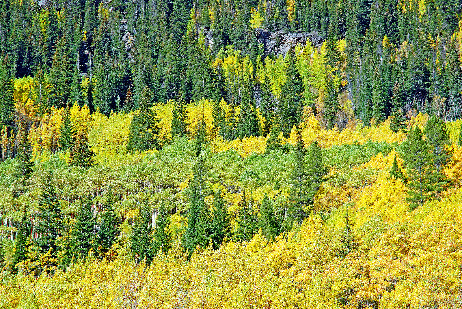Nikon D200 sample photo. Guanella pass study 3 photography