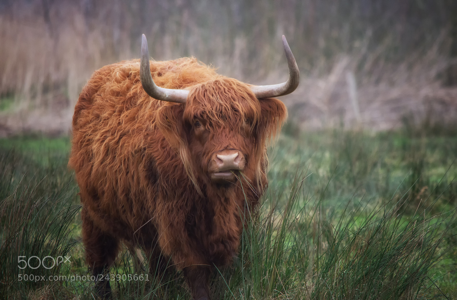 Nikon D7200 sample photo. Highlander photography