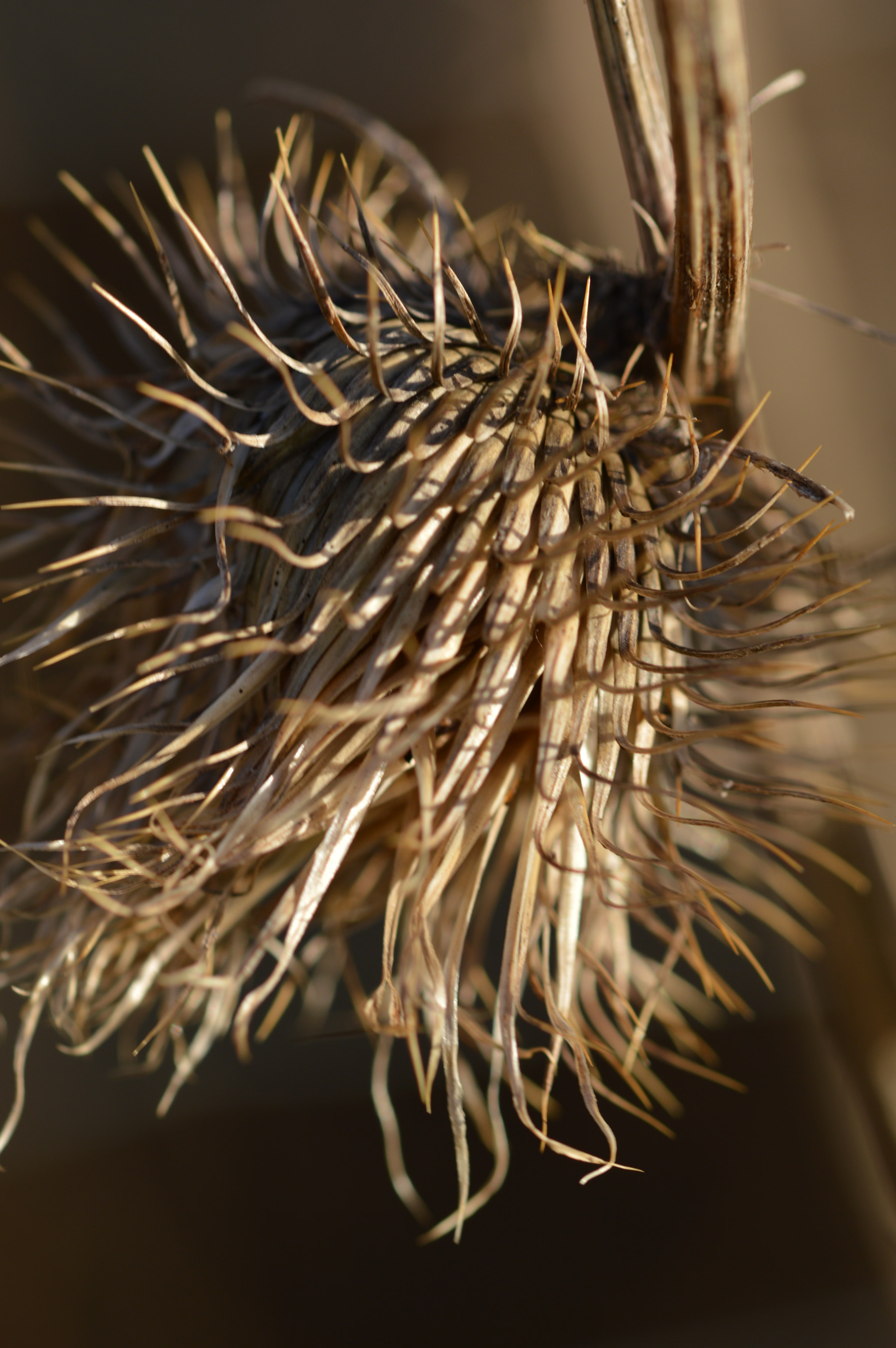 Sigma 105mm F2.8 EX DG OS HSM sample photo. Dsc photography