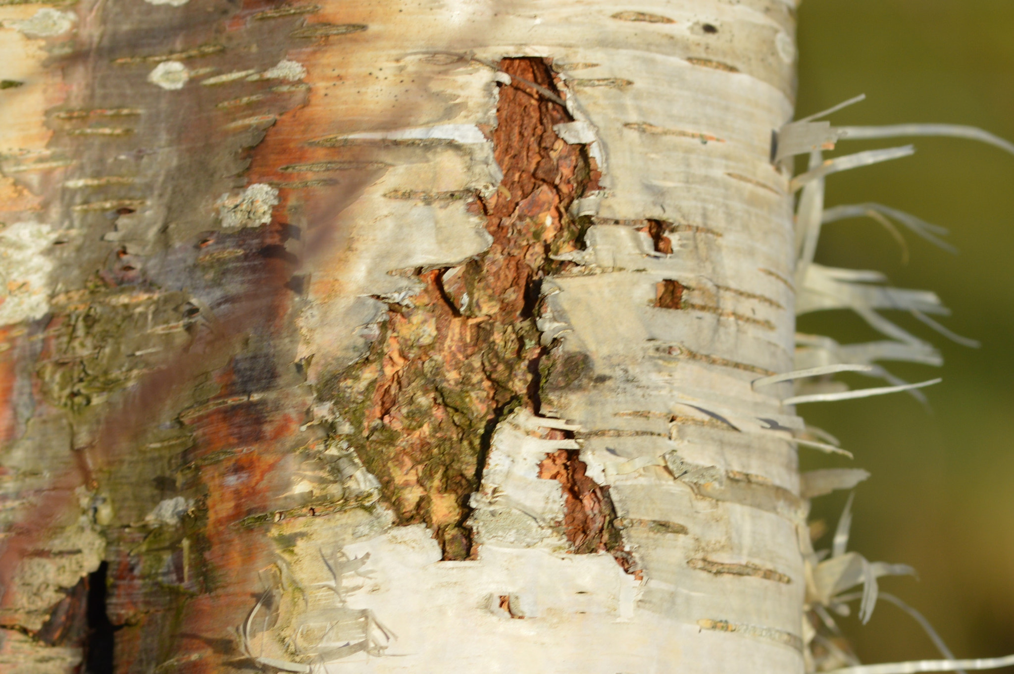 Sigma 105mm F2.8 EX DG OS HSM sample photo. () photography