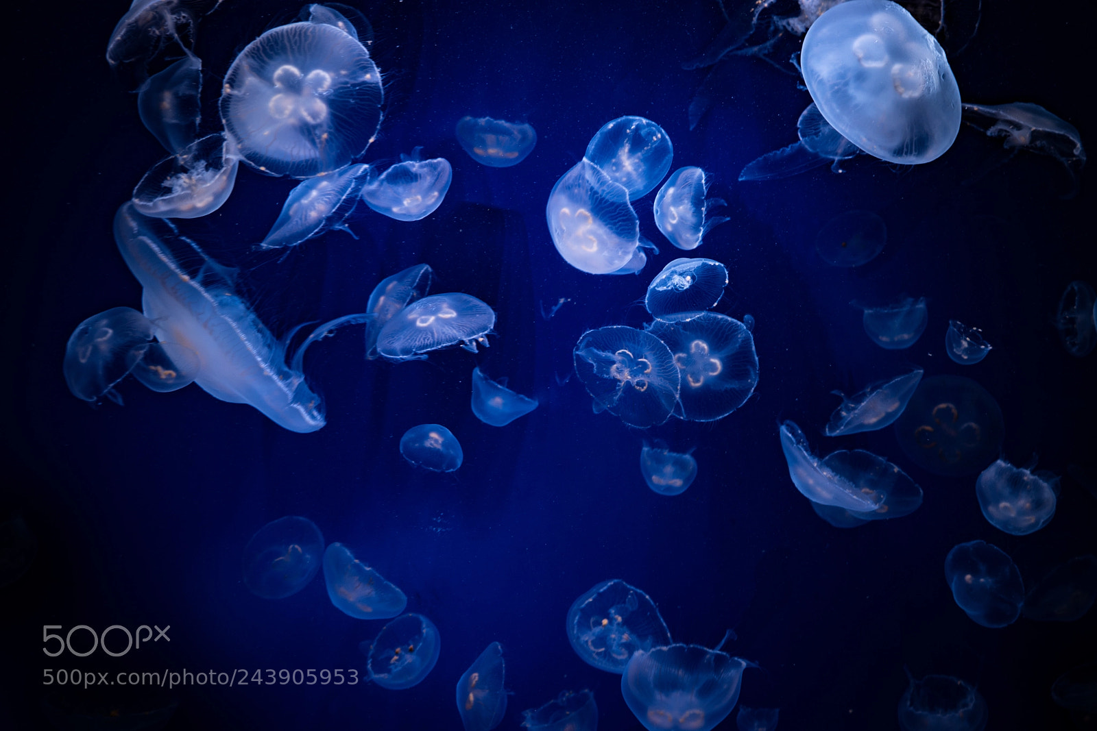 Sony a7 sample photo. Jellyfish photography