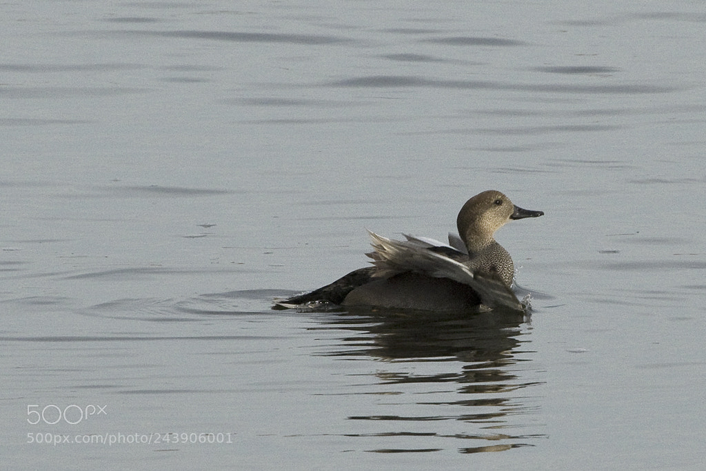 Canon EOS 7D Mark II sample photo. Gadwall drake, connecticut, 2017 photography
