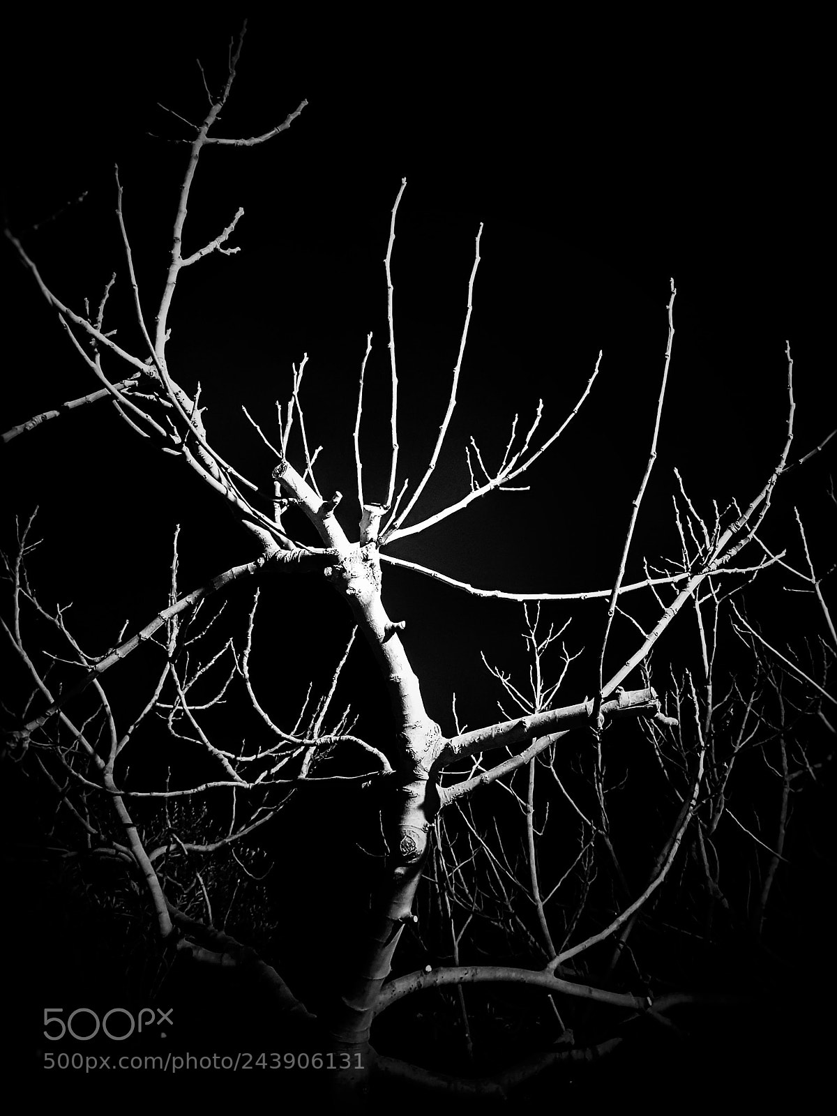 Samsung Galaxy S8 sample photo. Forêt noire photography