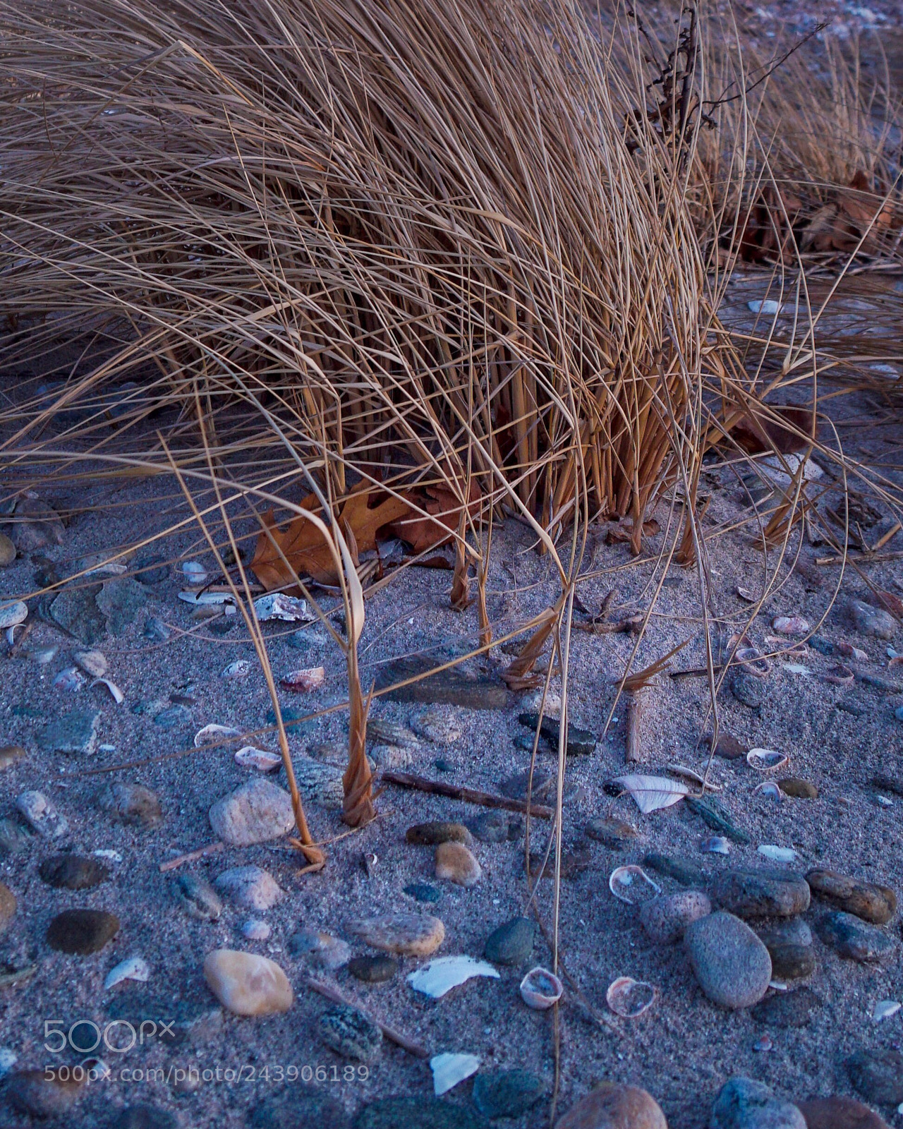 Sony a6300 sample photo. Grasses and shells photography