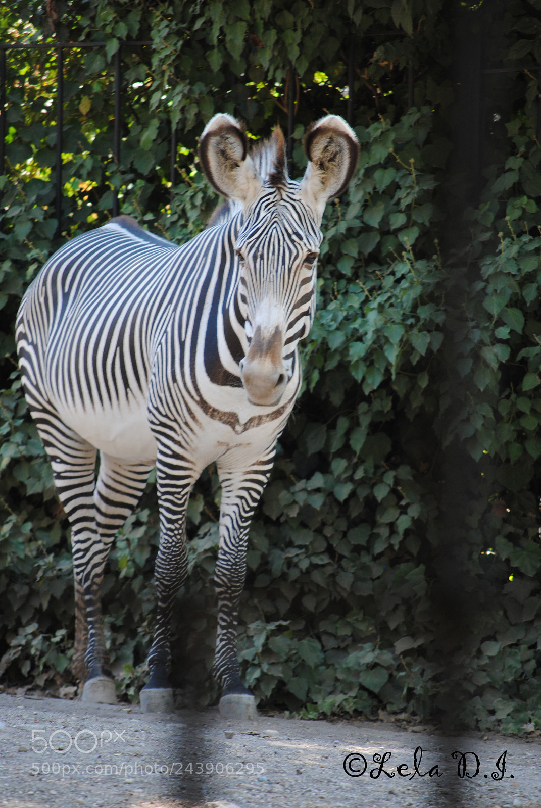 Nikon D3000 sample photo. Zebra photography