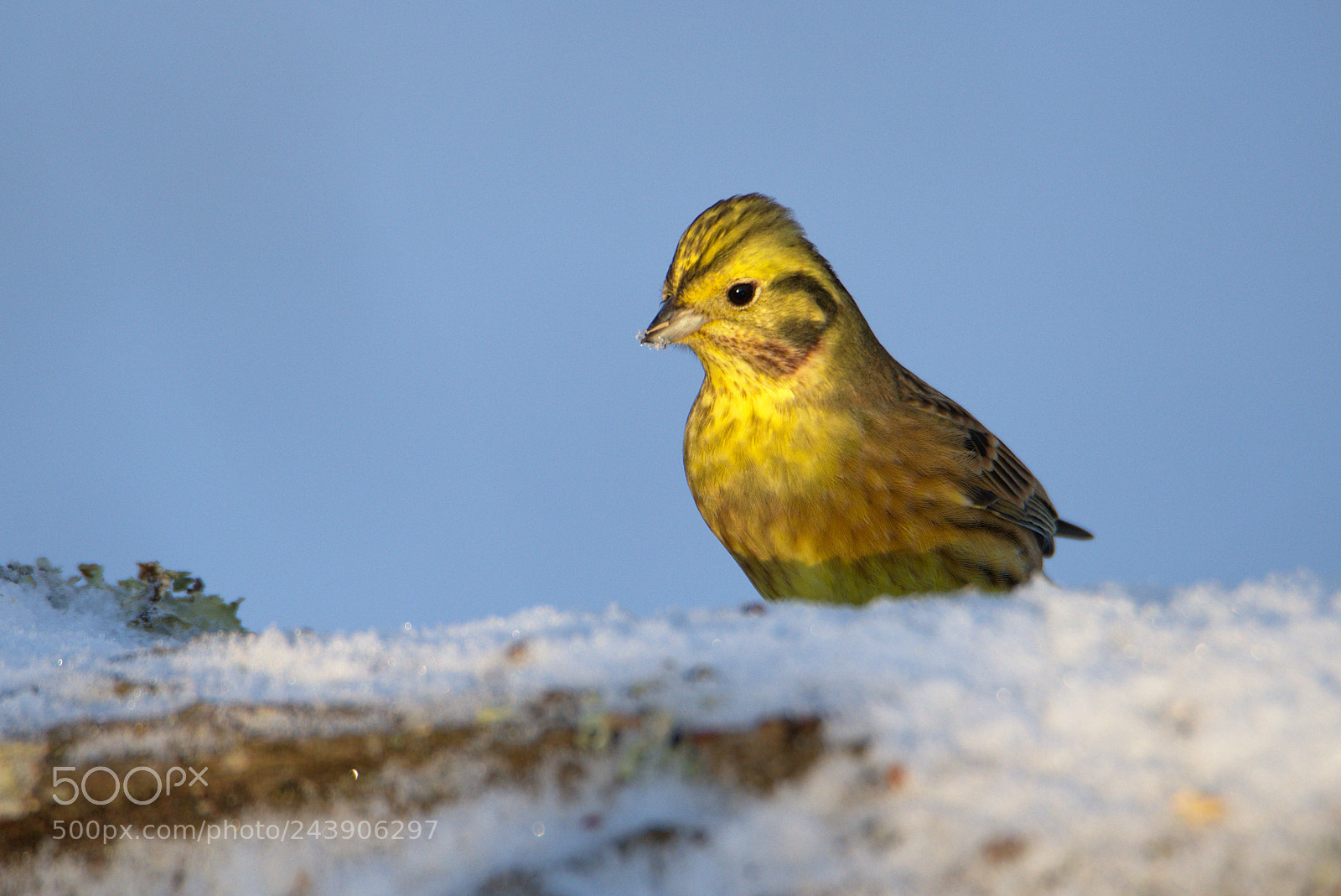 Nikon D810 sample photo. Yellowhammer on ground photography
