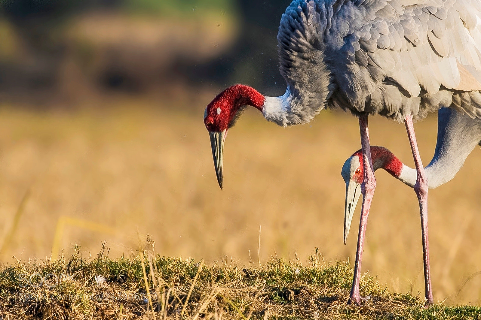 Canon EOS 7D Mark II sample photo. Sarus crane photography
