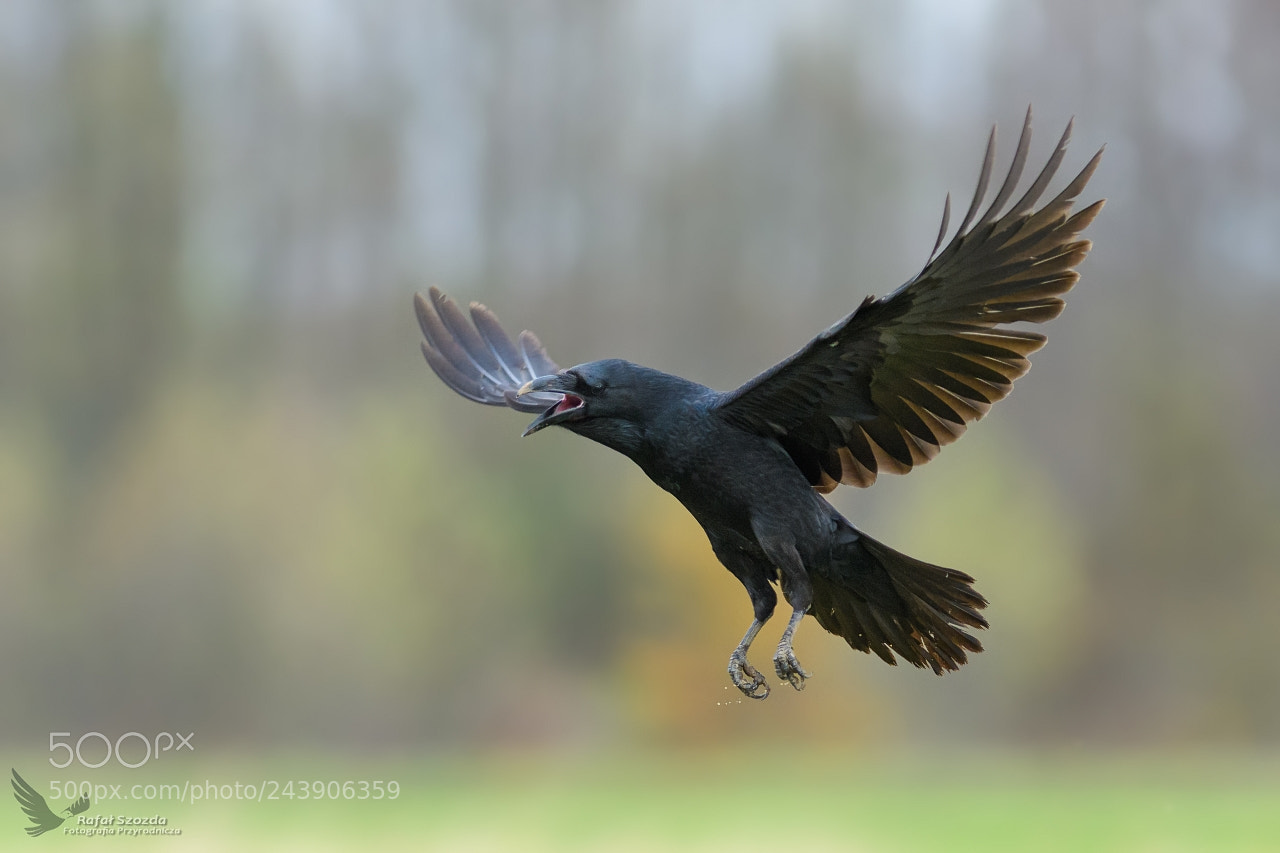 Nikon D500 sample photo. Kruk, common raven corvus photography