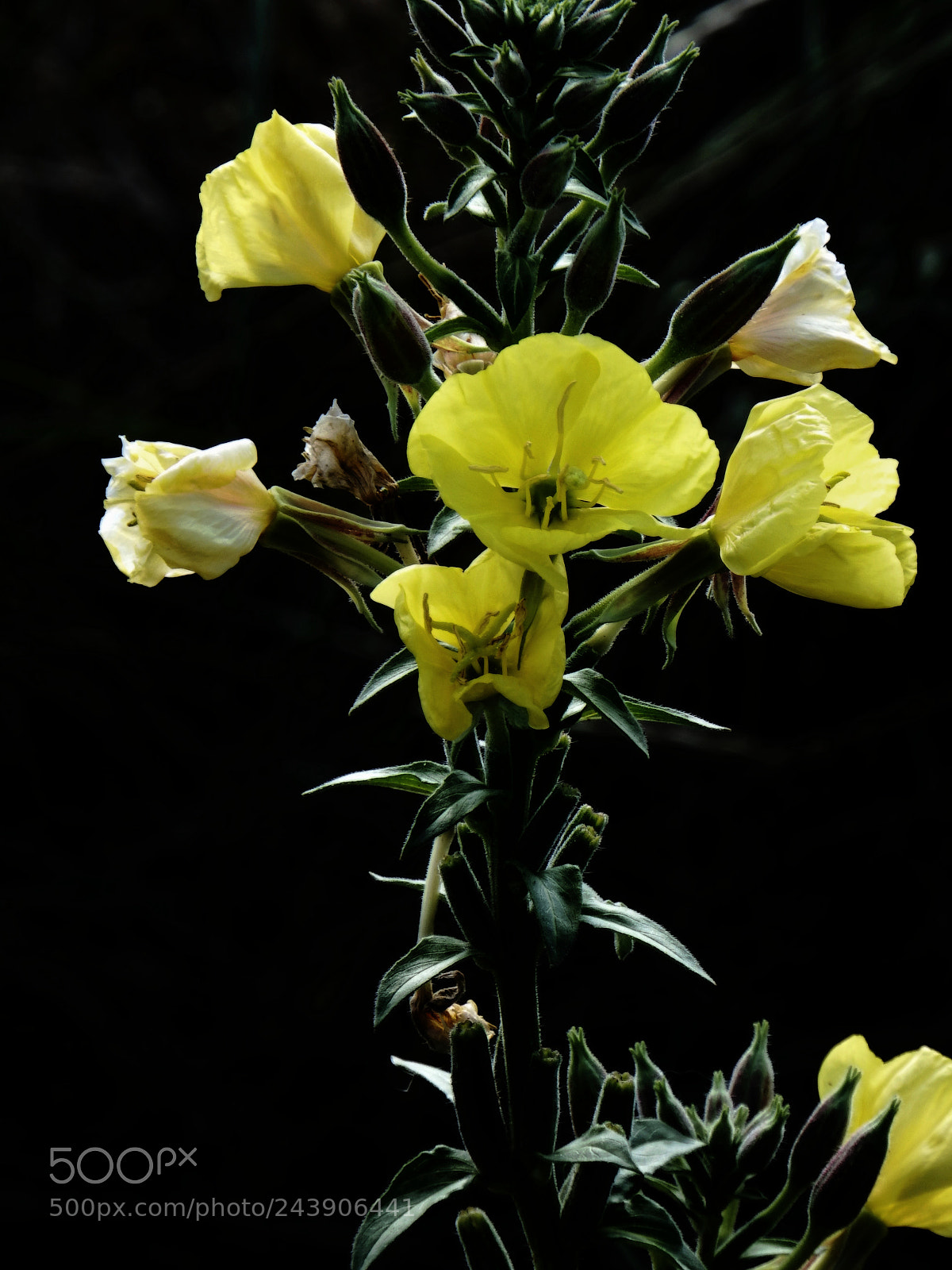 Fujifilm FinePix SL1000 sample photo. Yellow flowers photography