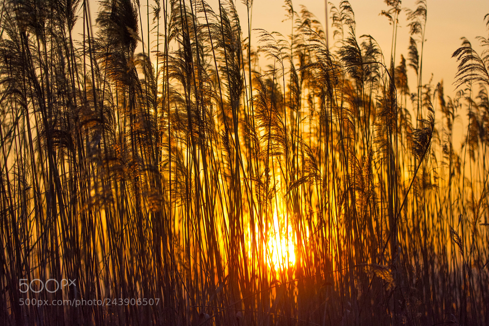 Nikon D7100 sample photo. Morning... photography