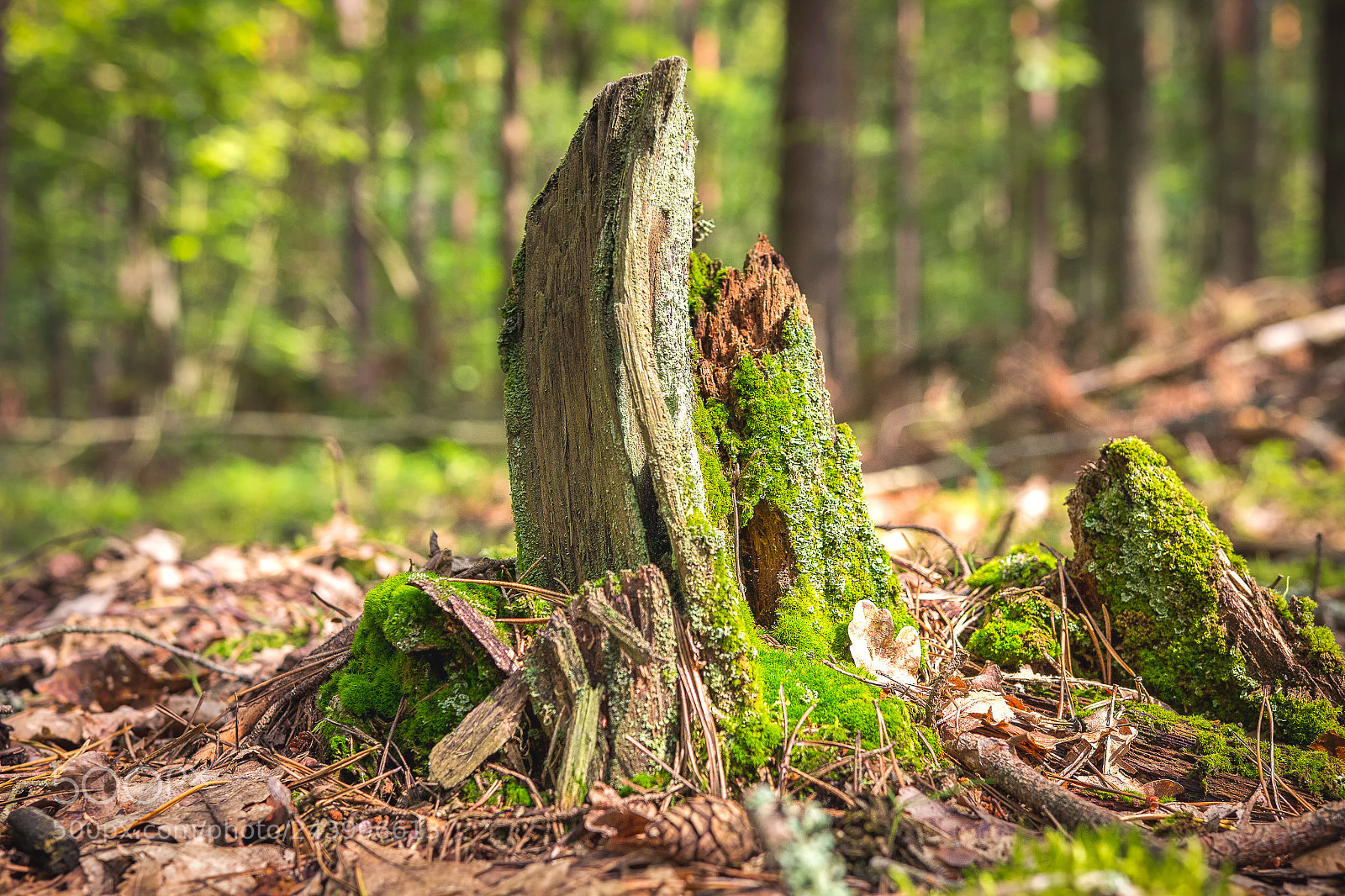 Canon EOS 60D sample photo. Circle of life photography