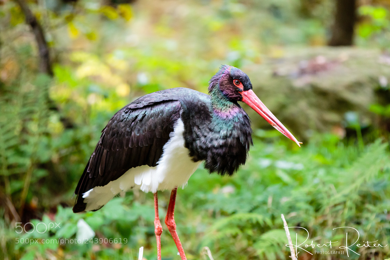 Canon EOS 7D Mark II sample photo. Black stork photography
