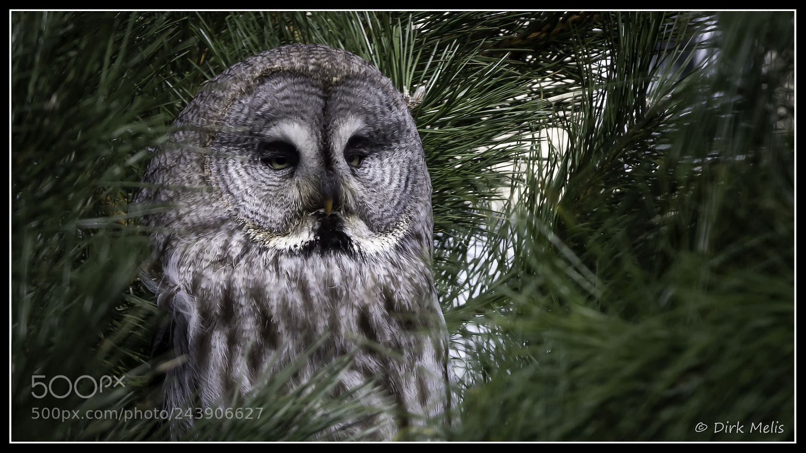 Canon EOS 7D Mark II sample photo. Owl photography