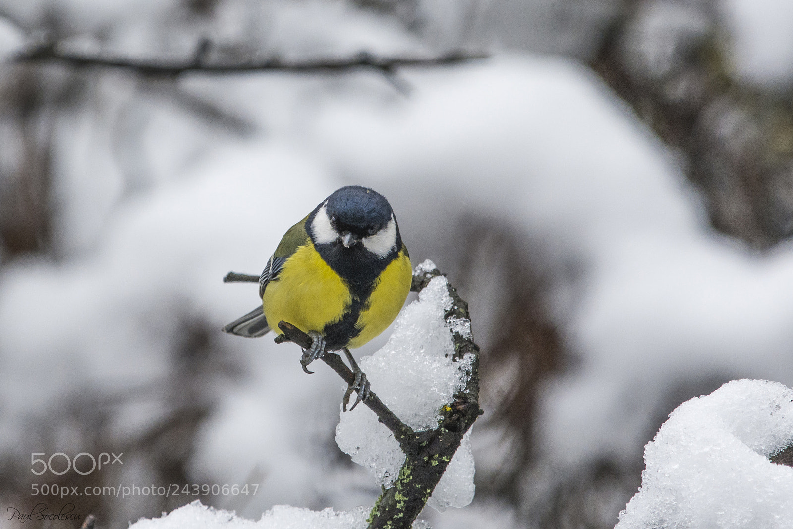Nikon D7100 sample photo. Great tit photography