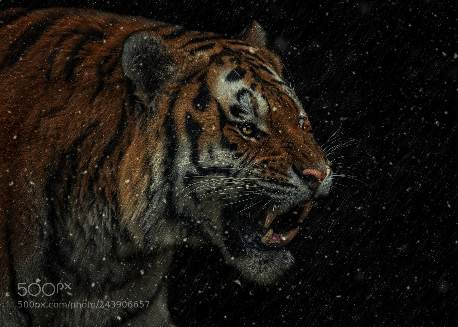 Sony a7R III sample photo. Tiger photography