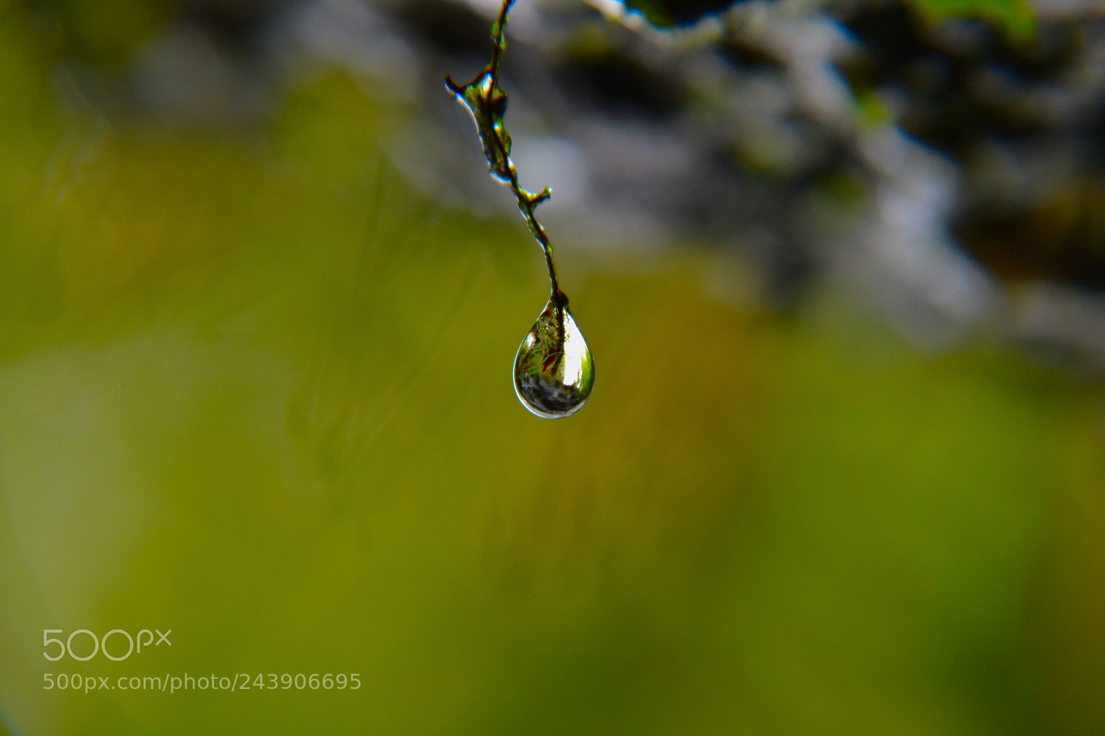 Nikon D3100 sample photo. The inevitable fall photography