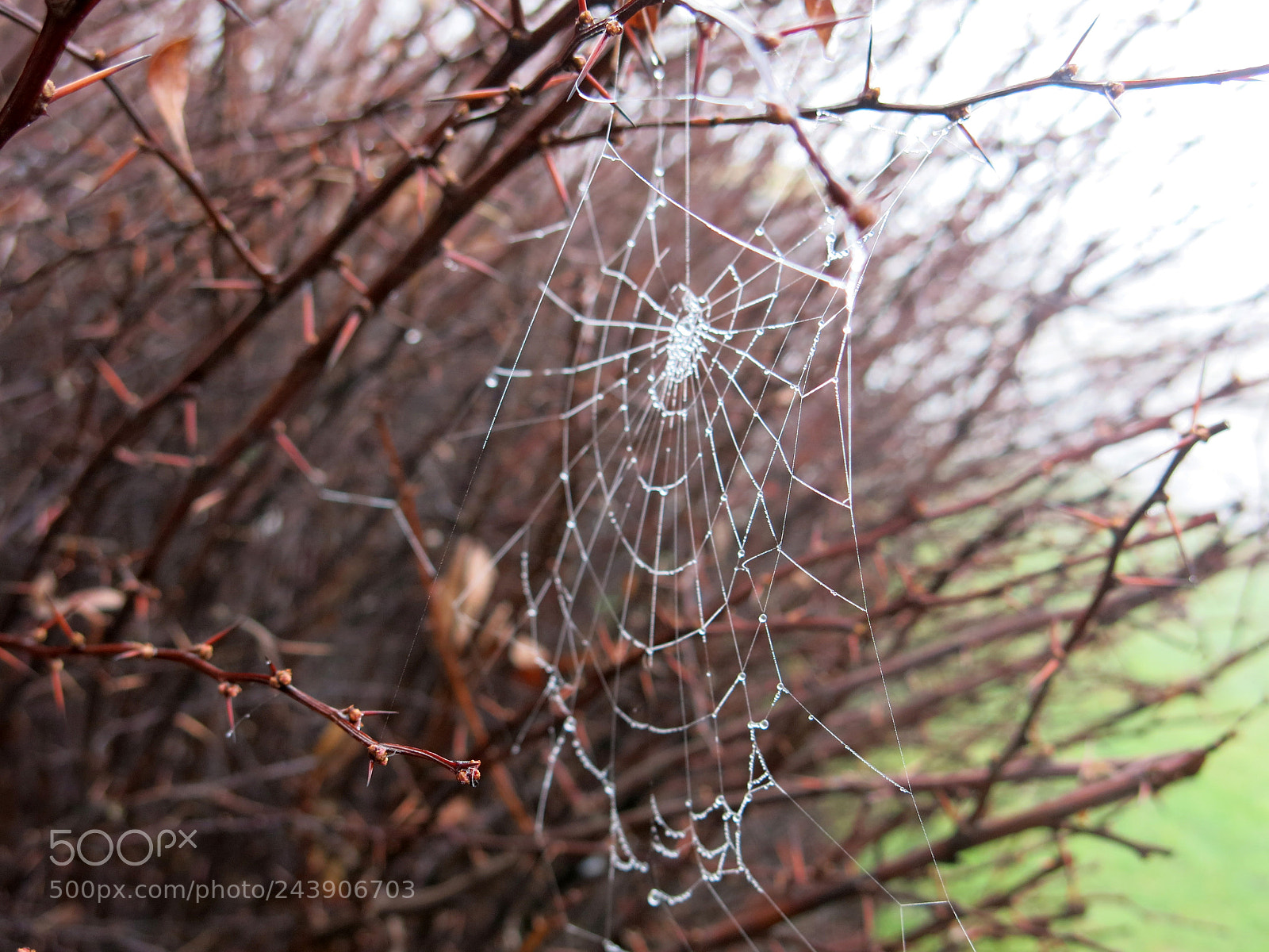 Canon PowerShot G15 sample photo. Web photography