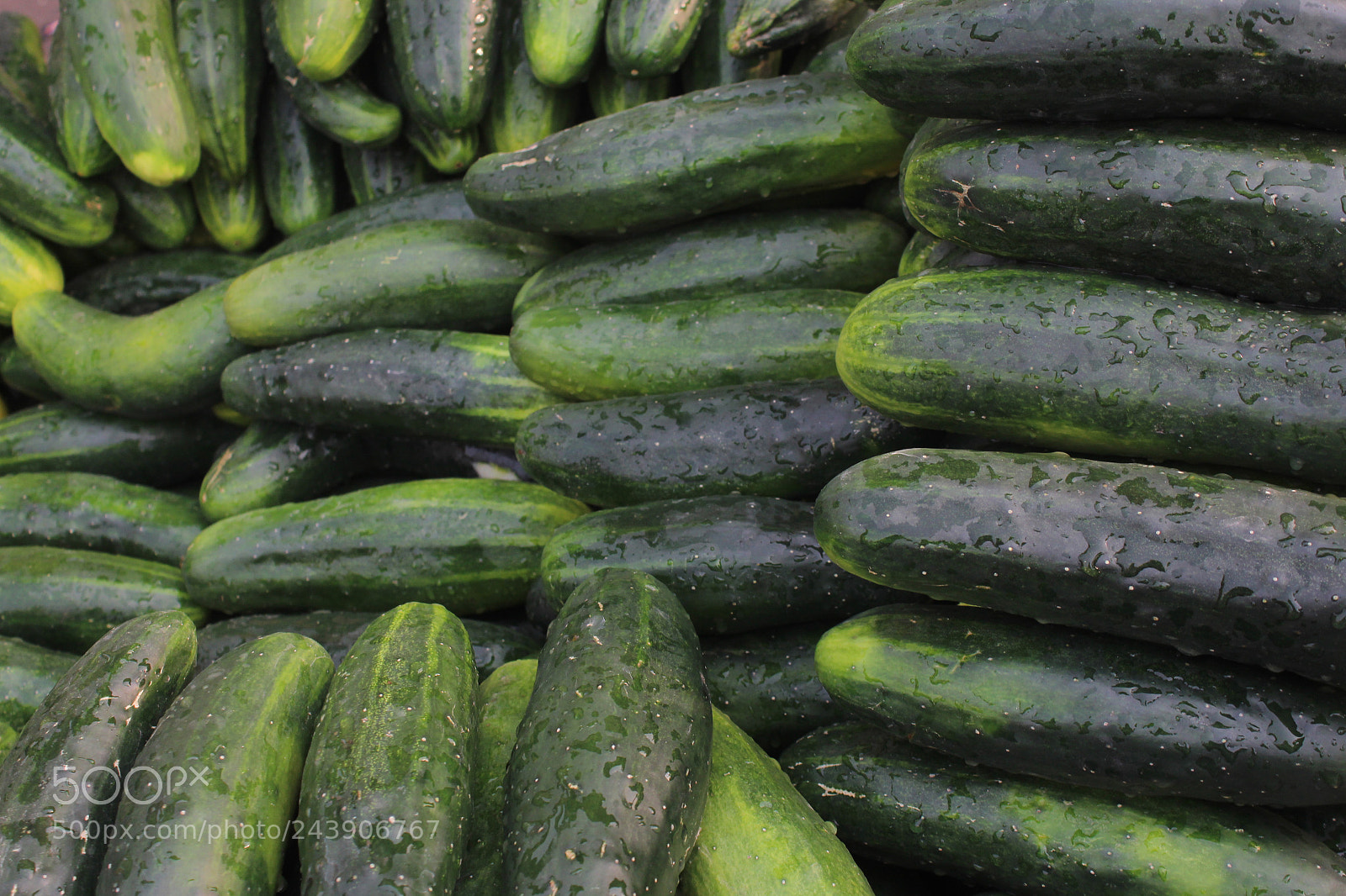 Canon EF-S 18-55mm F3.5-5.6 III sample photo. Cucumber photography