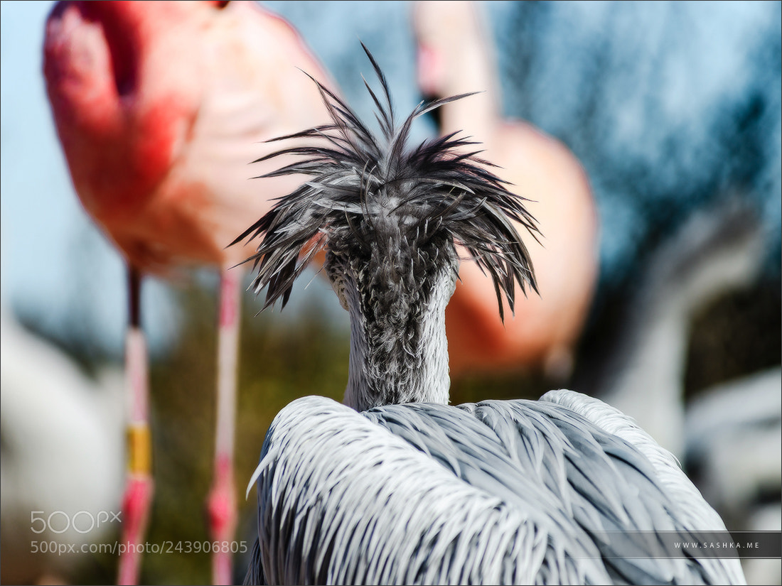Sony Alpha a99 sample photo. Pelican close-up portrait, proudly photography