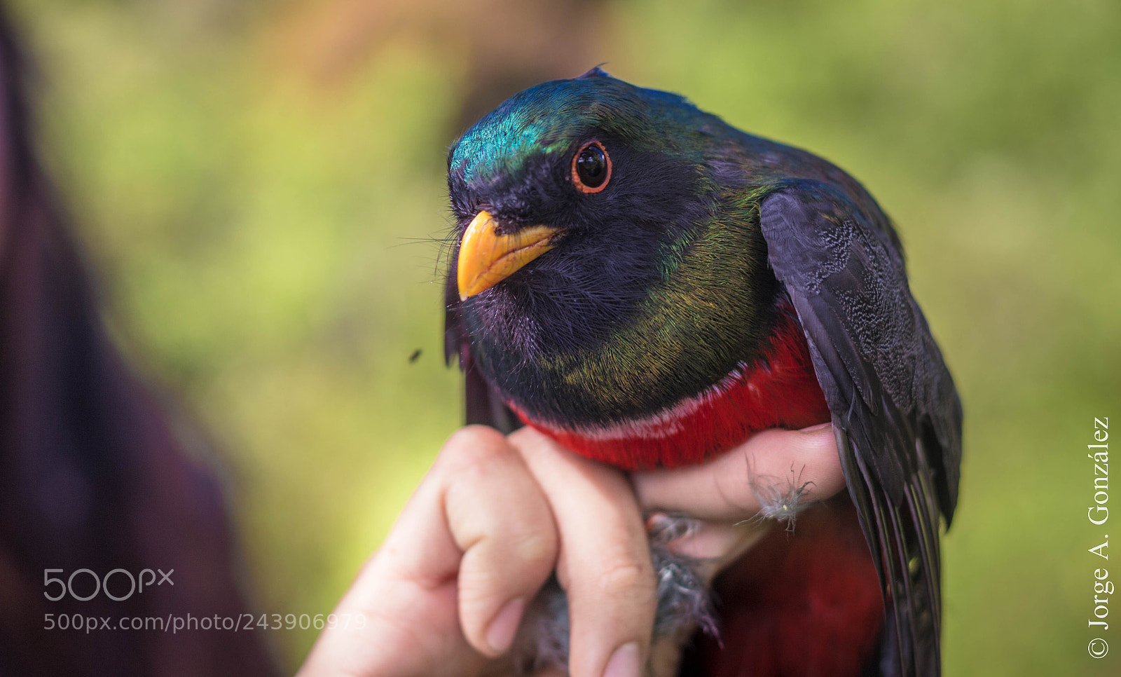 Canon EOS 700D (EOS Rebel T5i / EOS Kiss X7i) sample photo. Trogon mexicanus photography