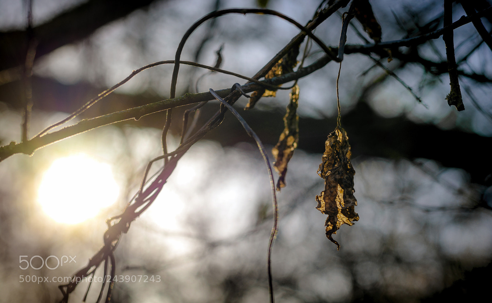 Nikon D7100 sample photo. Holding on to winter photography