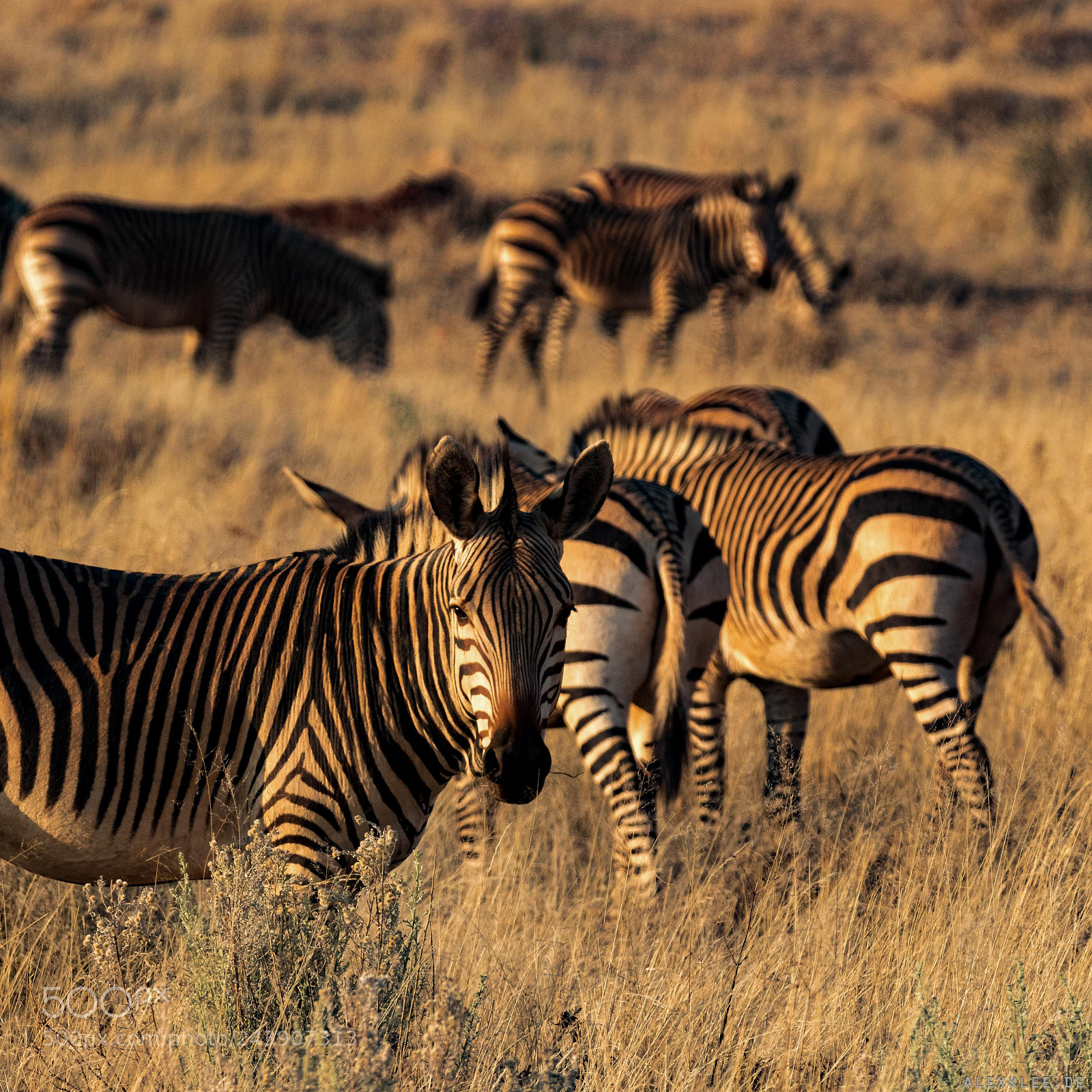 Canon EOS 7D Mark II sample photo. Zebra herd during sunset photography