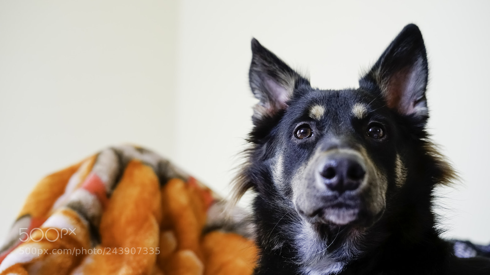Sony a7R II sample photo. My guard photography