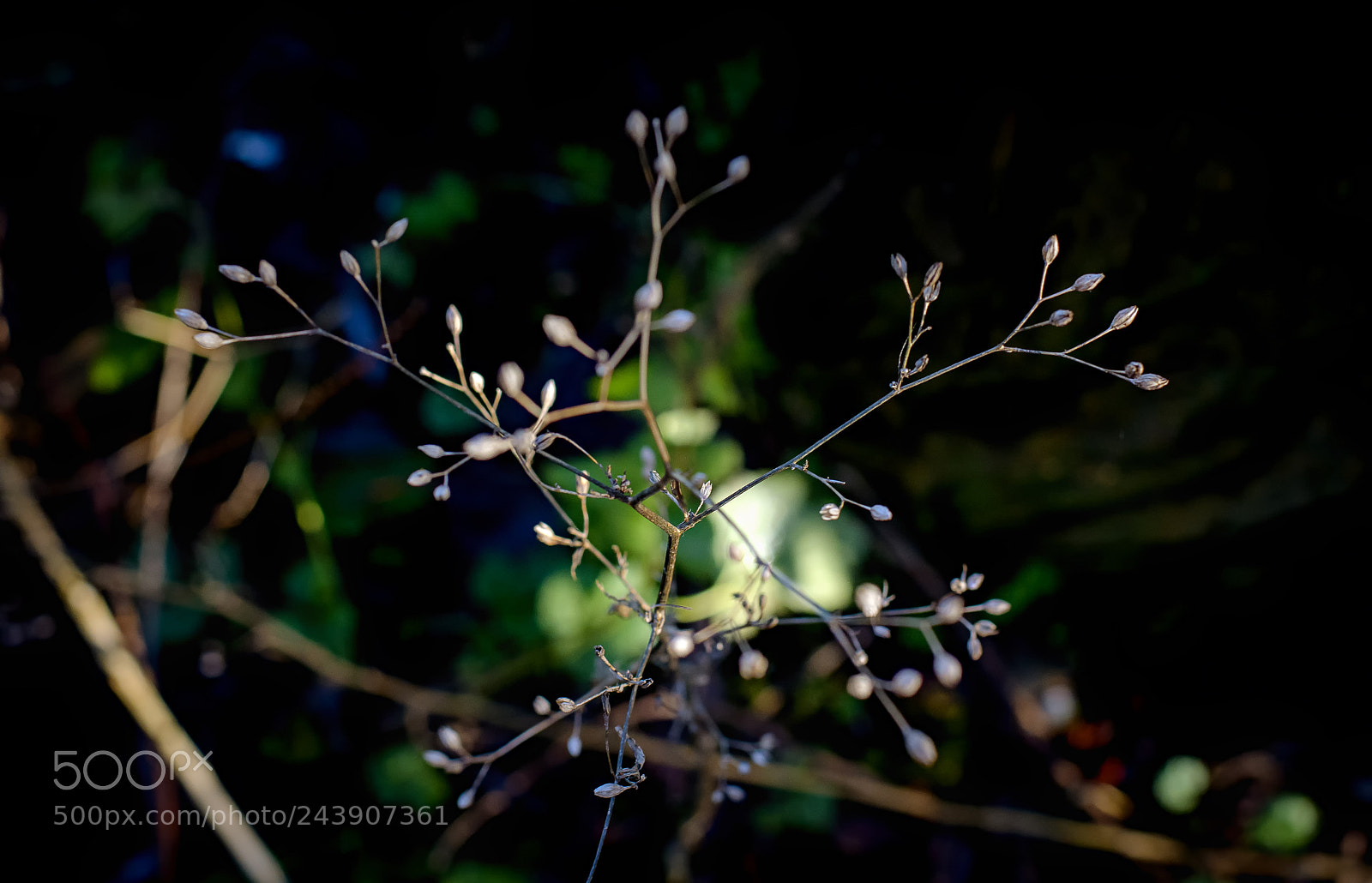 Nikon D7100 sample photo. Specks of white photography