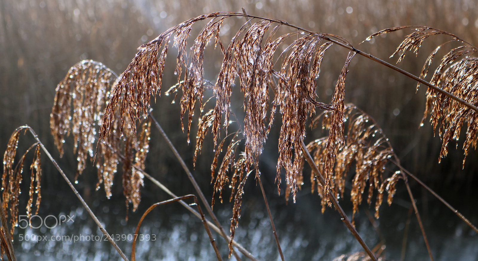 Canon EOS 750D (EOS Rebel T6i / EOS Kiss X8i) sample photo. Schilf im reif photography