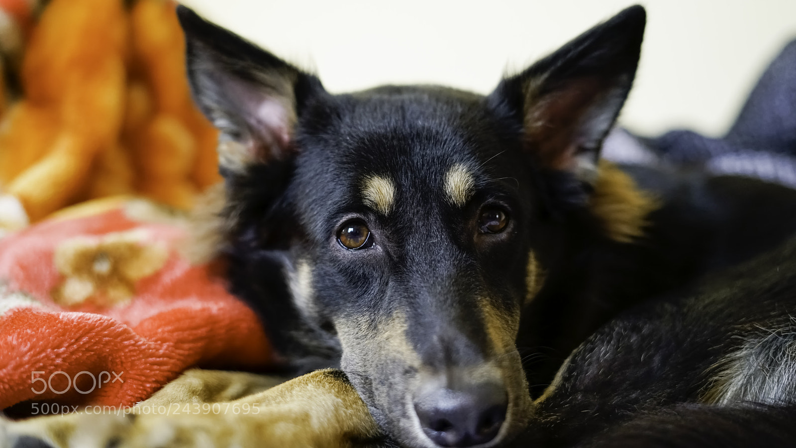 Sony a7R II sample photo. Dog on the bed photography