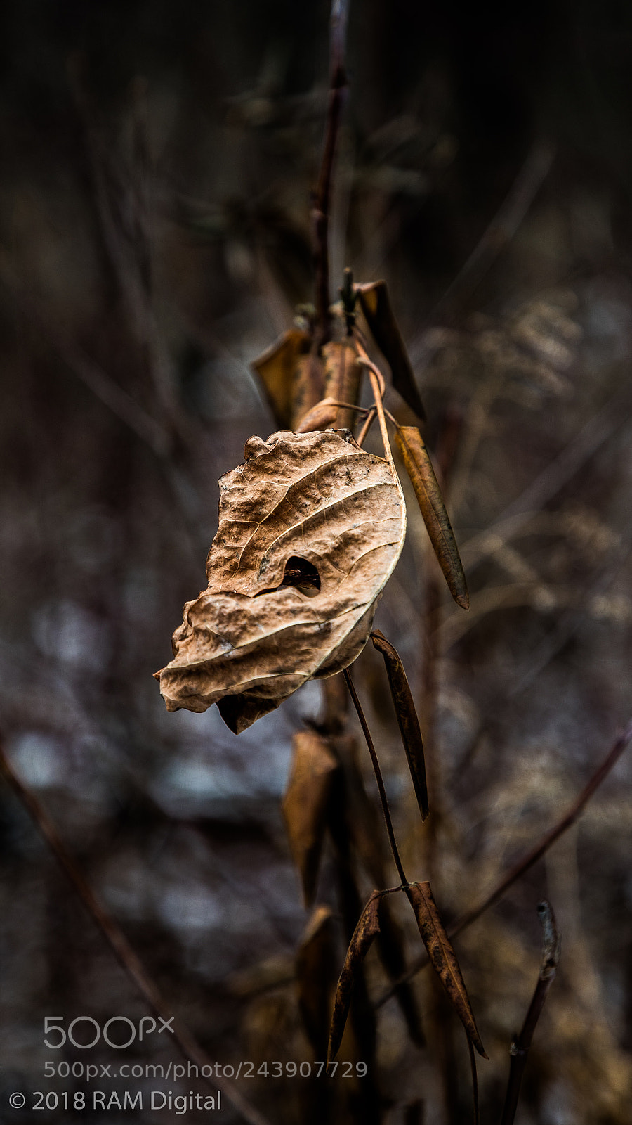 Canon EOS-1D X Mark II sample photo. Leaf snake photography