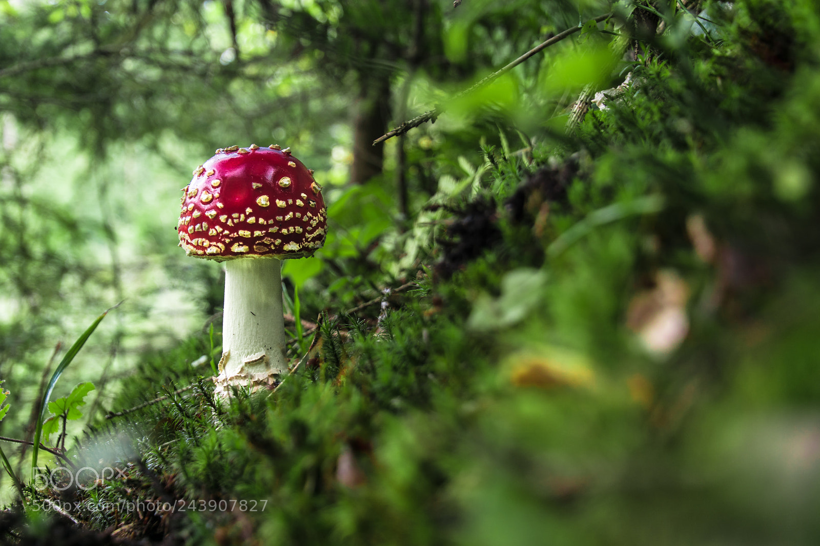 Sony ILCA-77M2 sample photo. Giftzwerg photography