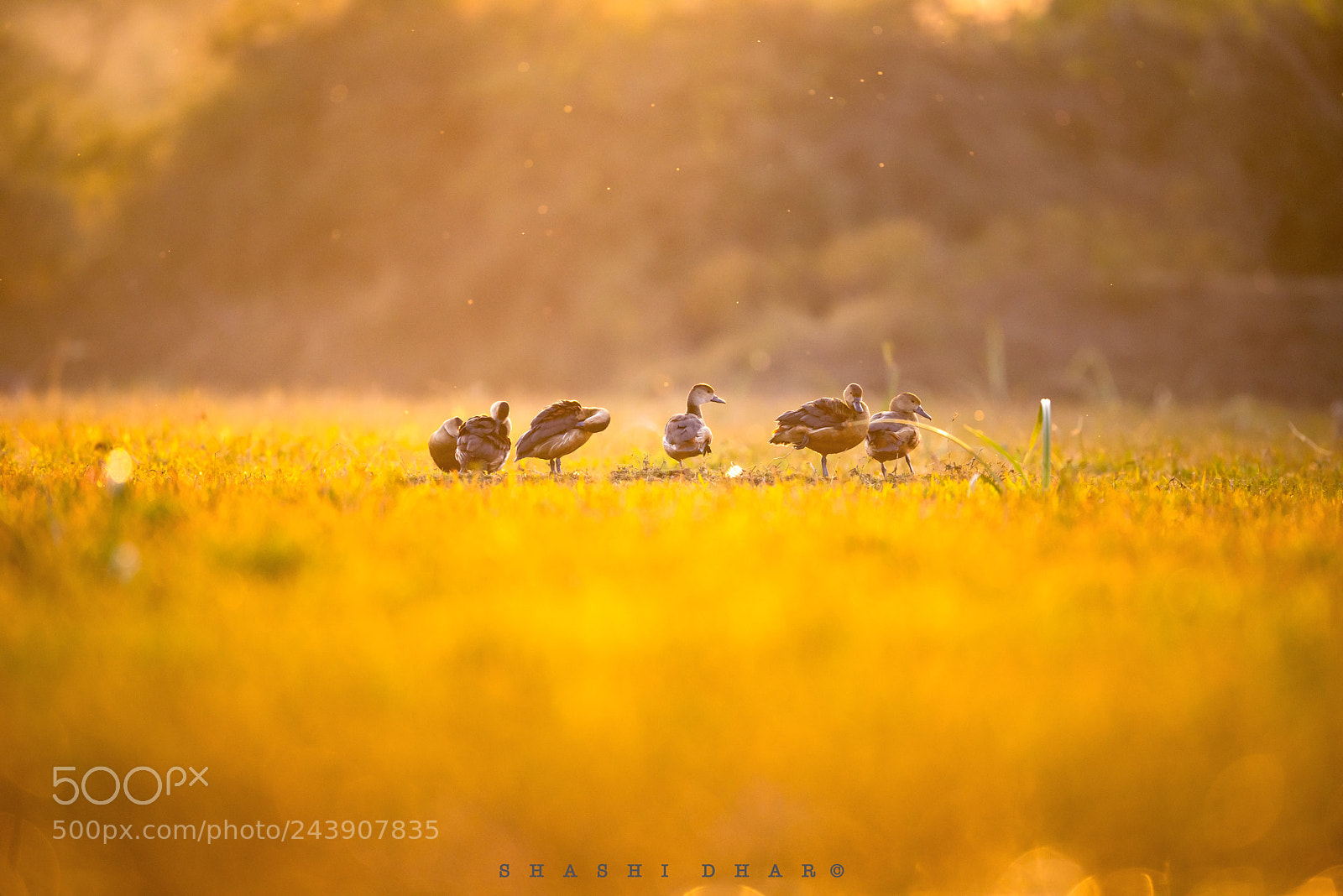 Nikon D810 sample photo. Magic of bharatpur photography