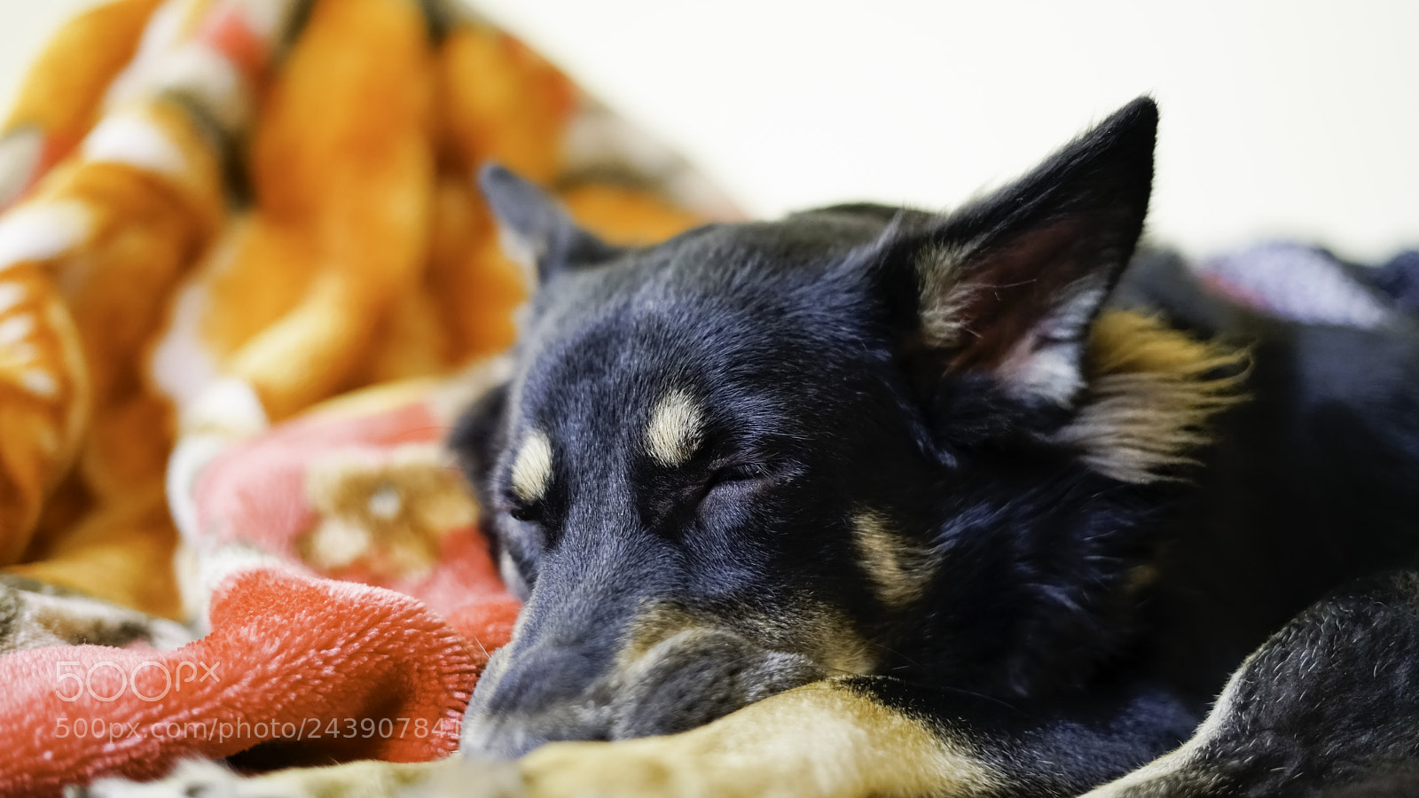 Sony a7R II sample photo. Sleeping dog photography