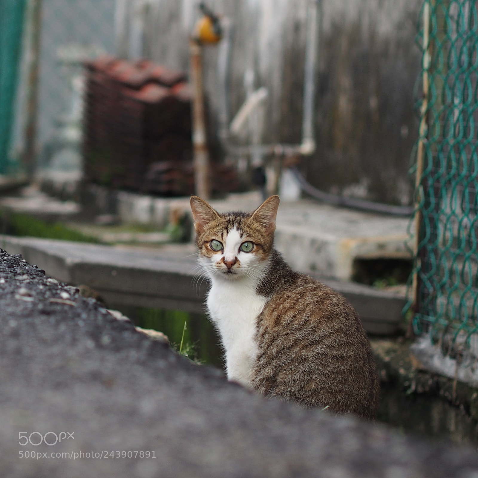 Olympus OM-D E-M5 sample photo. Alley cat photography