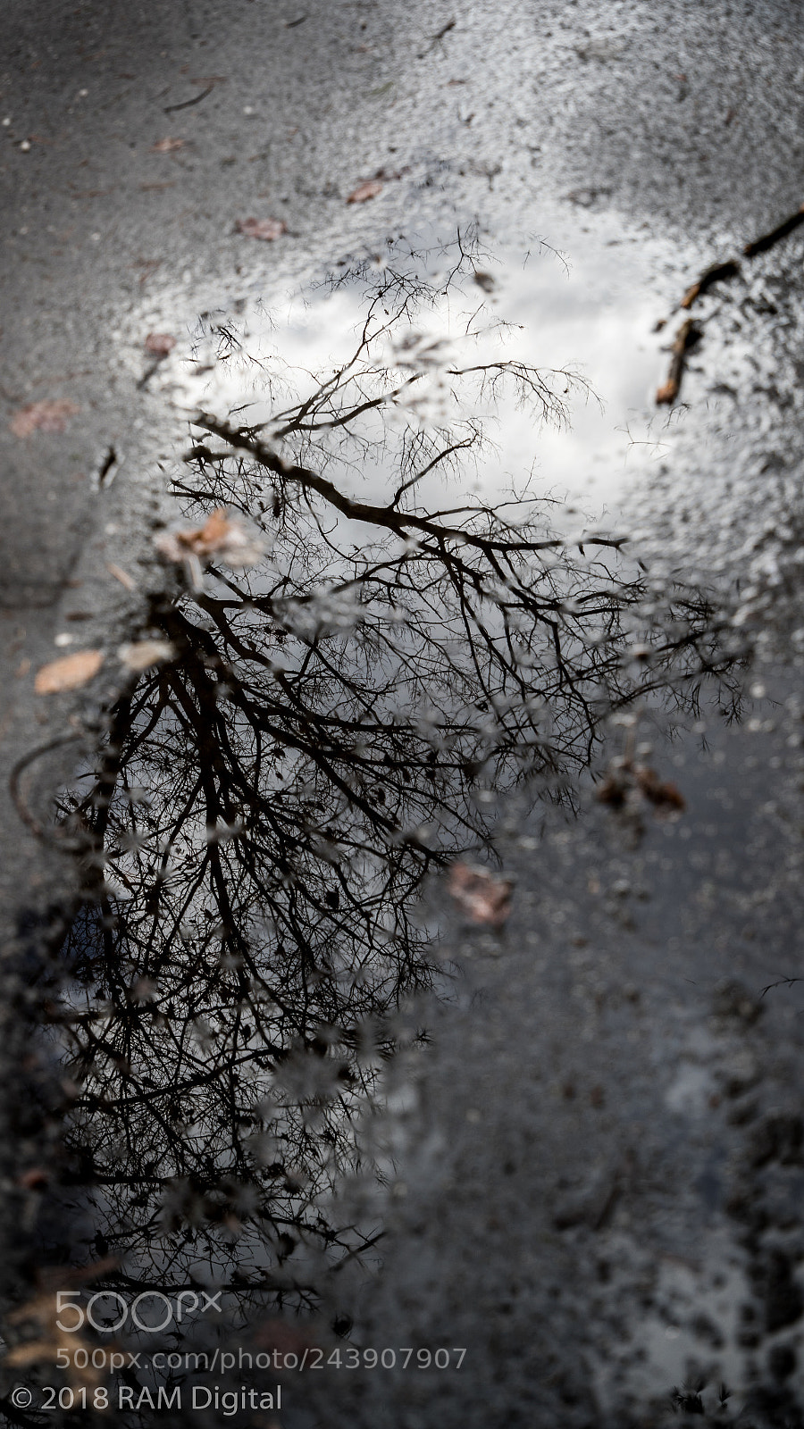Canon EOS-1D X Mark II sample photo. Breaking through photography