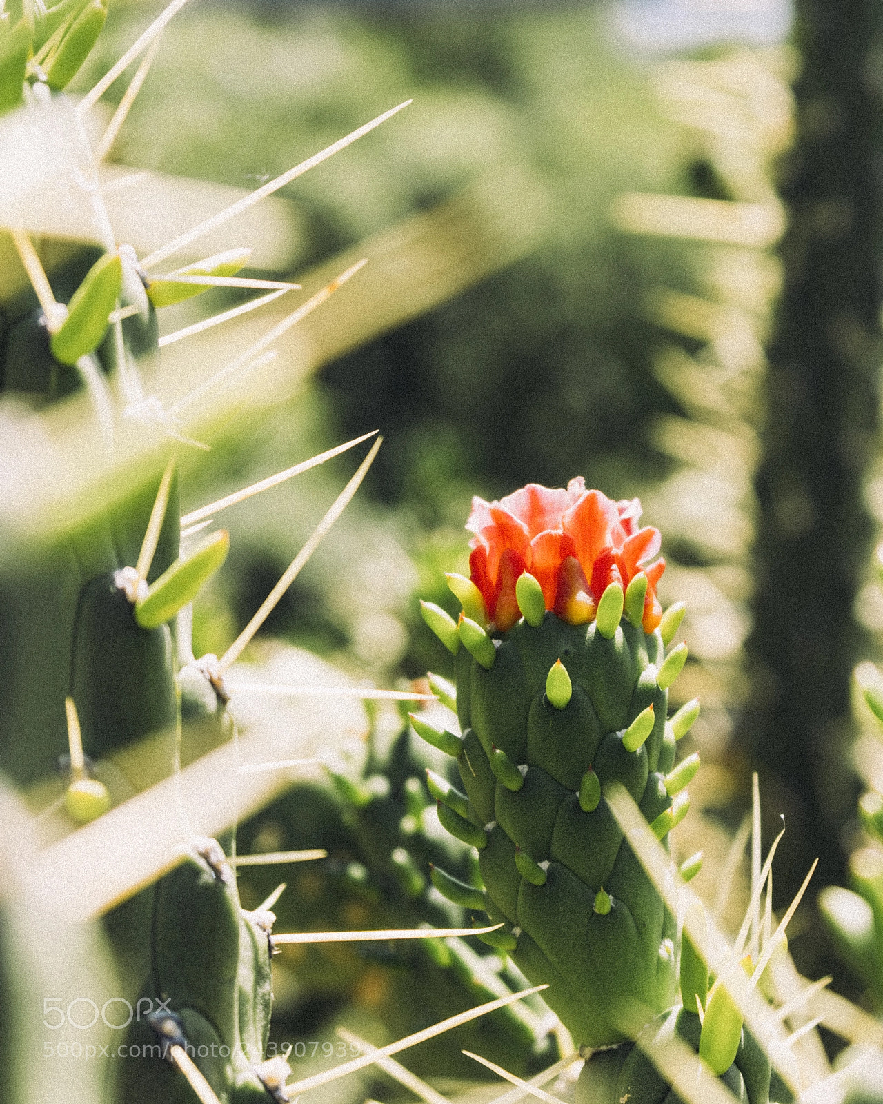 Sony a6300 sample photo. Cactus blossom photography
