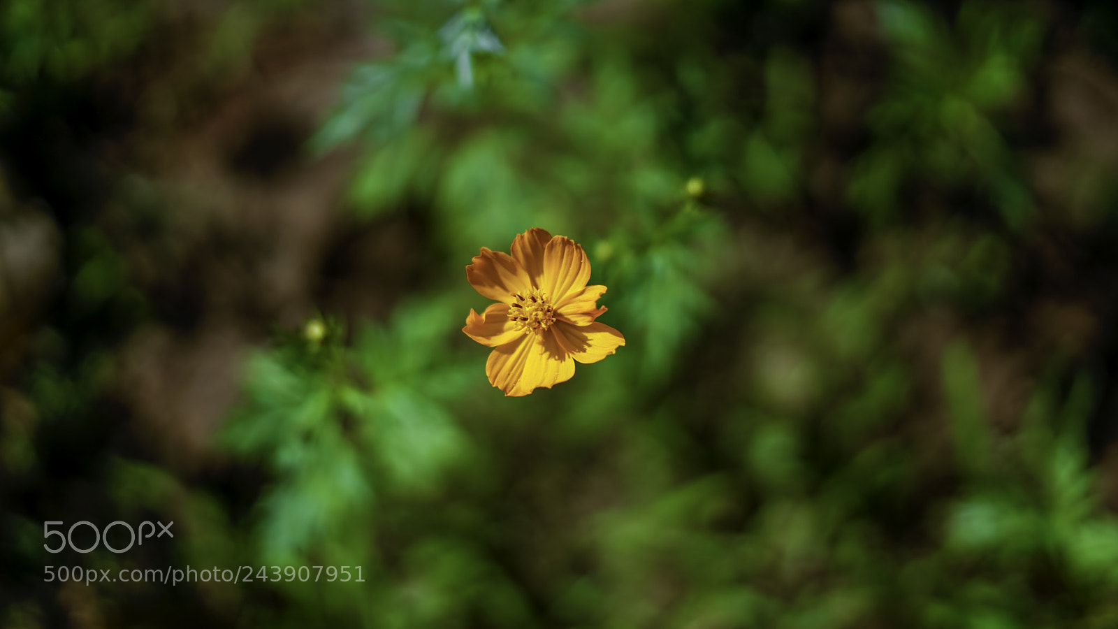 Sony a7R II sample photo. Orange flower from aerial photography