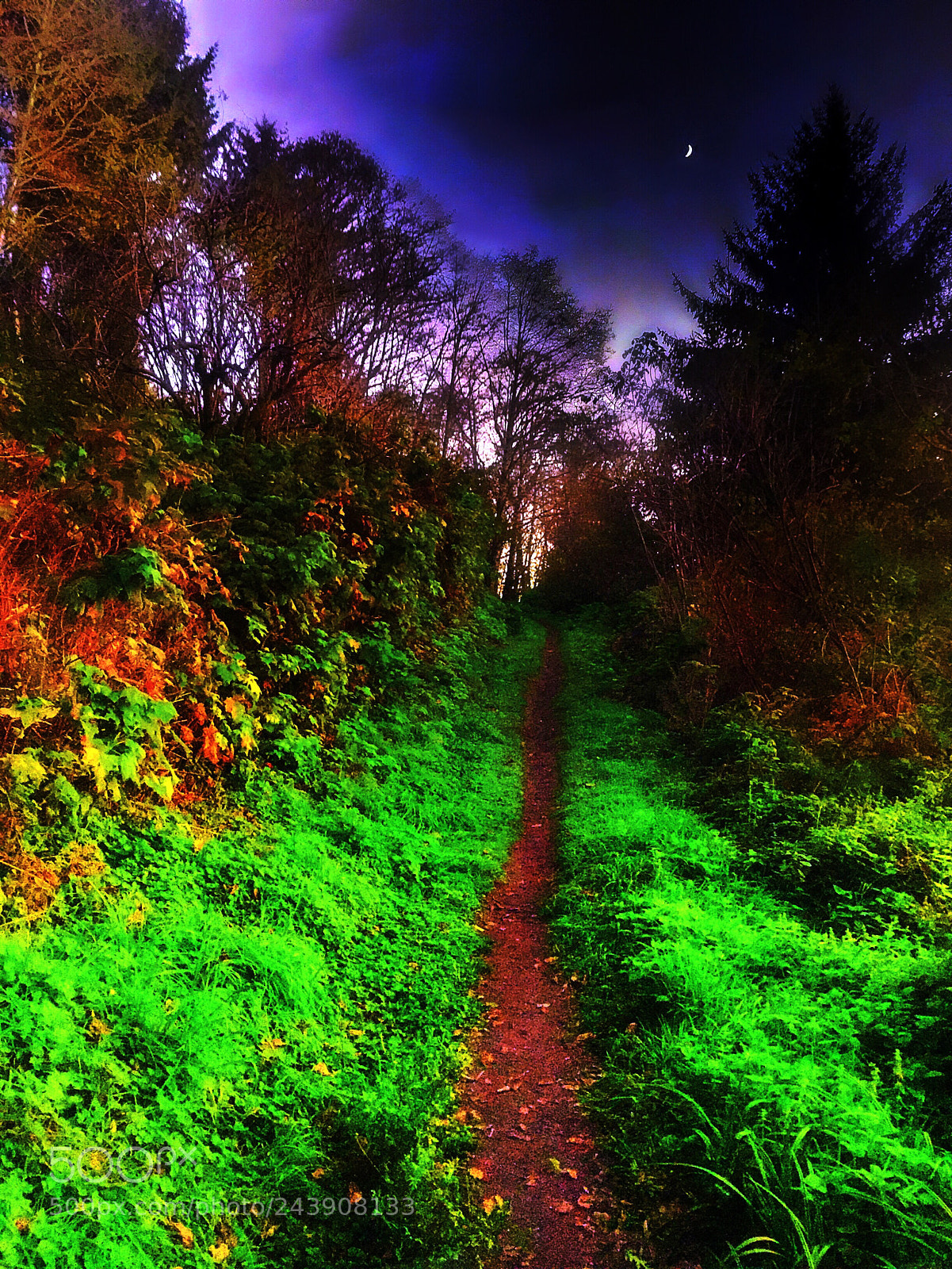 Apple iPhone 6 Plus sample photo. Forest trail with moon photography