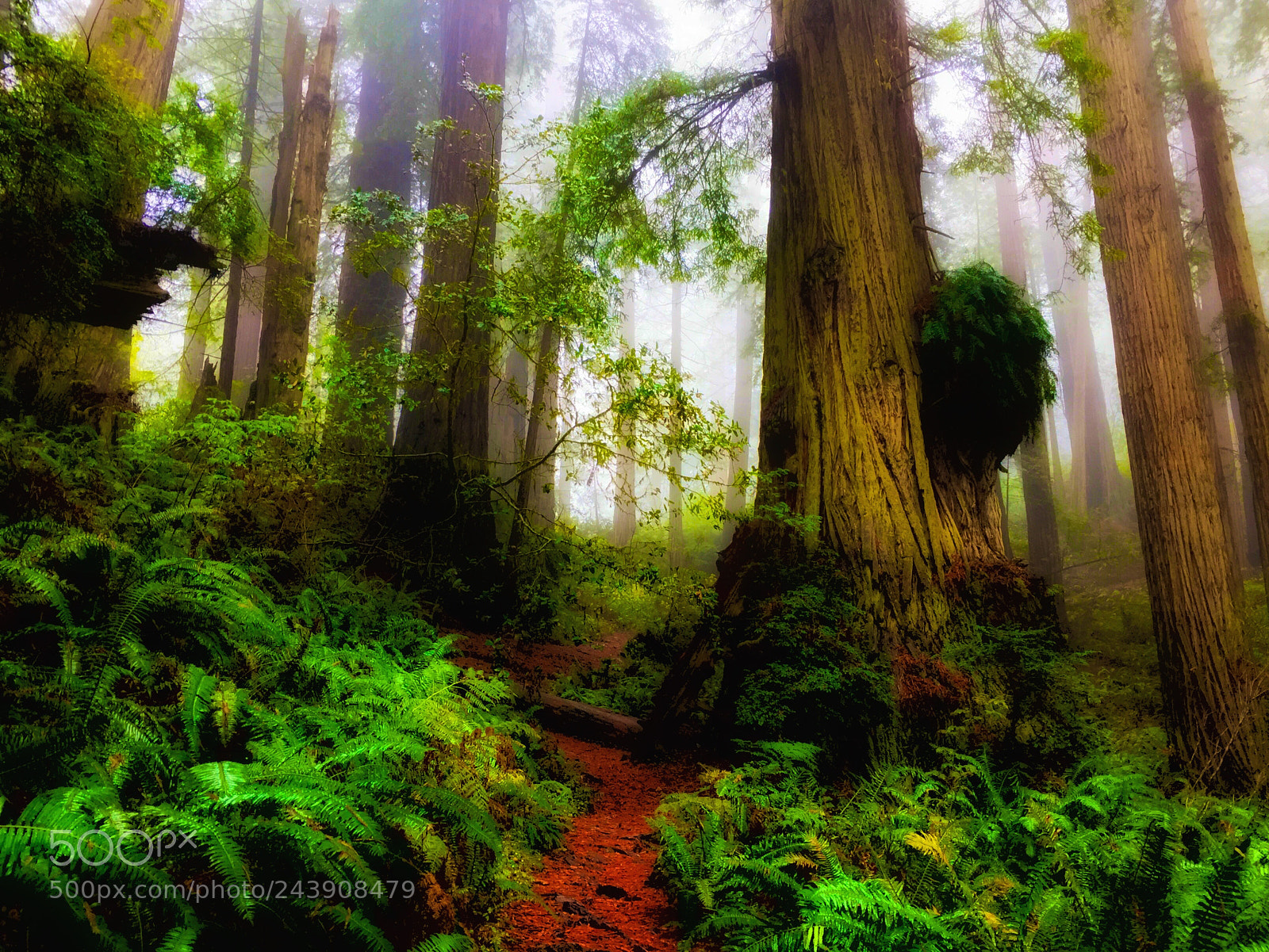 Apple iPhone 6 Plus sample photo. California redwoods photography