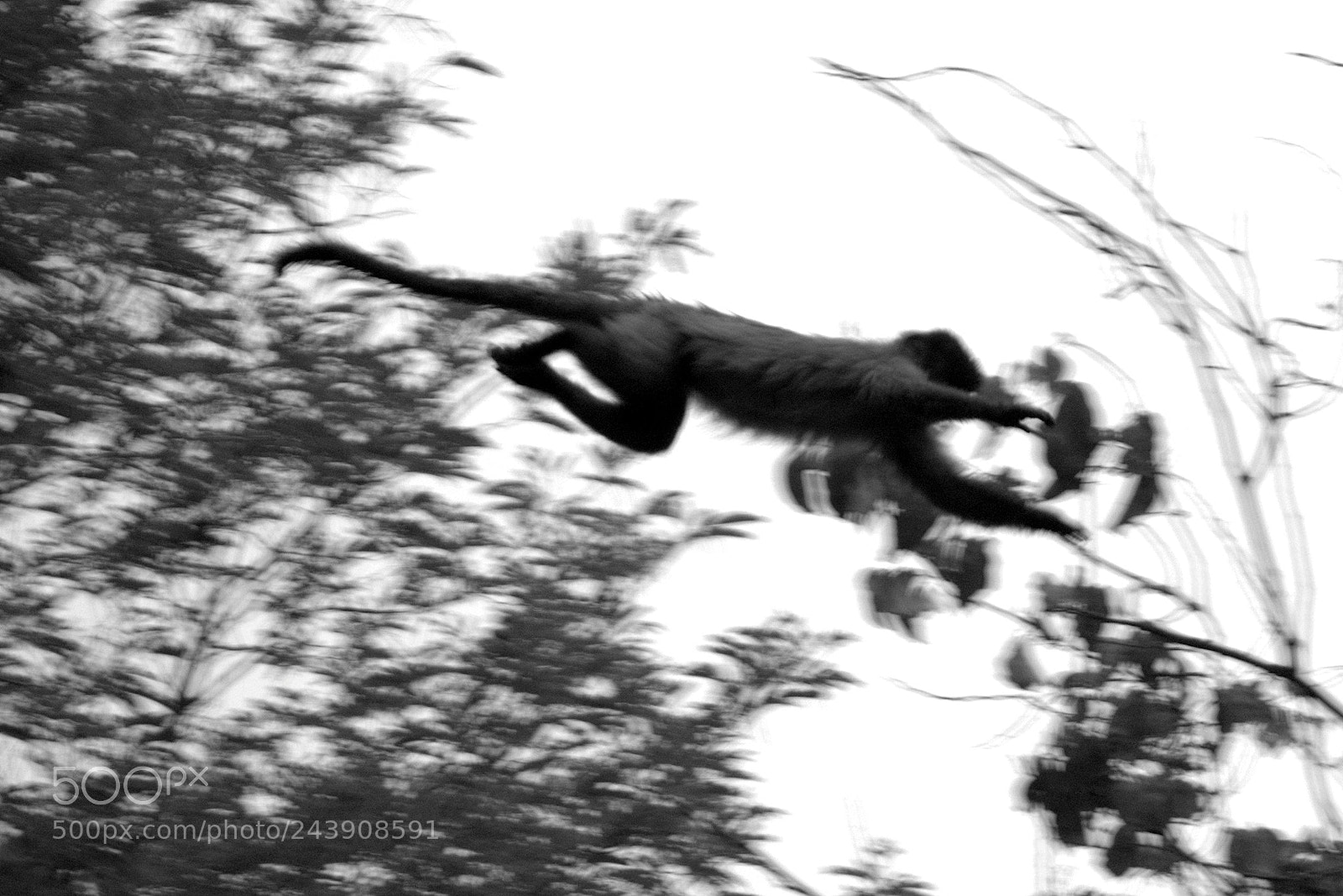 Nikon D5100 sample photo. Macaco prego (sapajus) photography