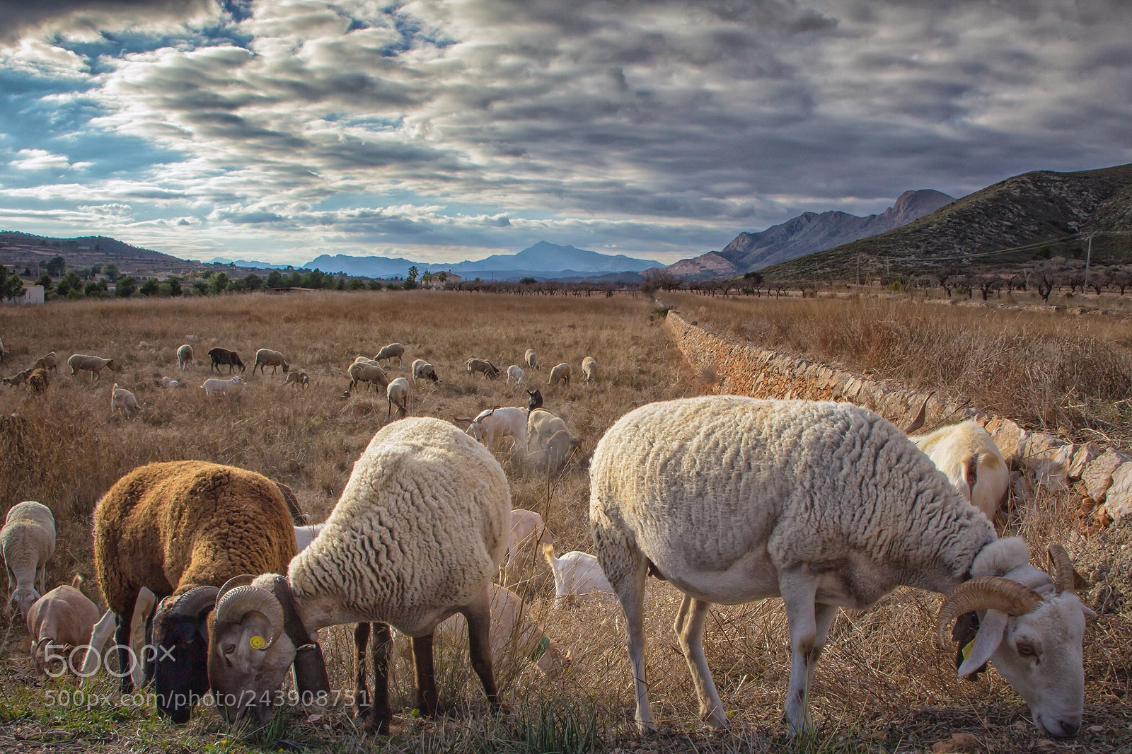 Canon EOS 60D sample photo. Sheep with bells.... photography